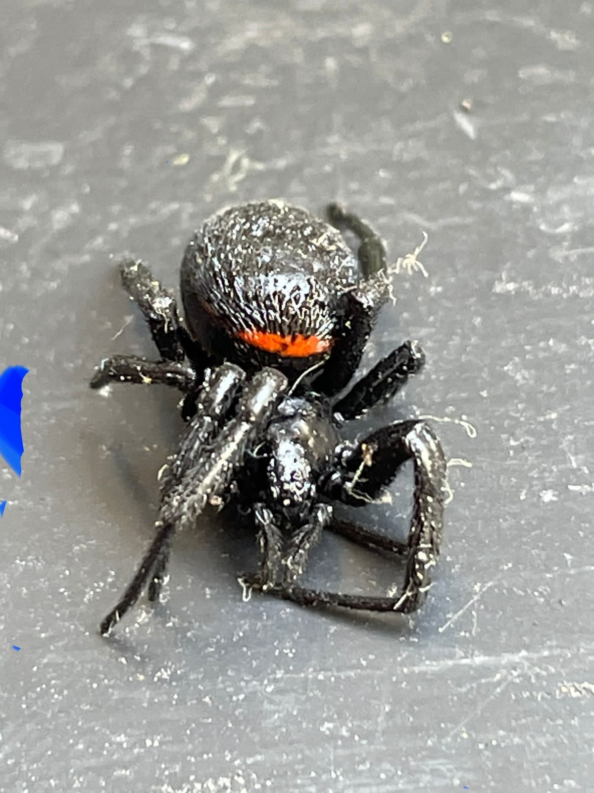 Response to the post Identification of Shnyuk's grandfather - My, Arachnology, Help me find, Spider, Black Widow, Reply to post, Longpost, Karakurt