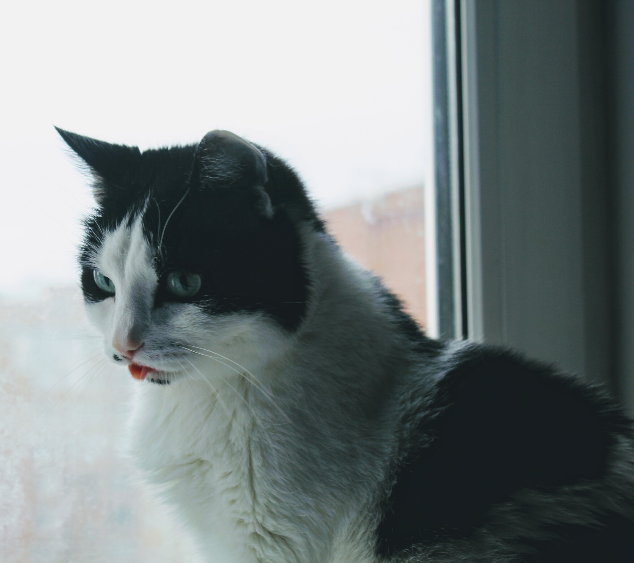 Oh wonderful world - My, cat, Looks, Window