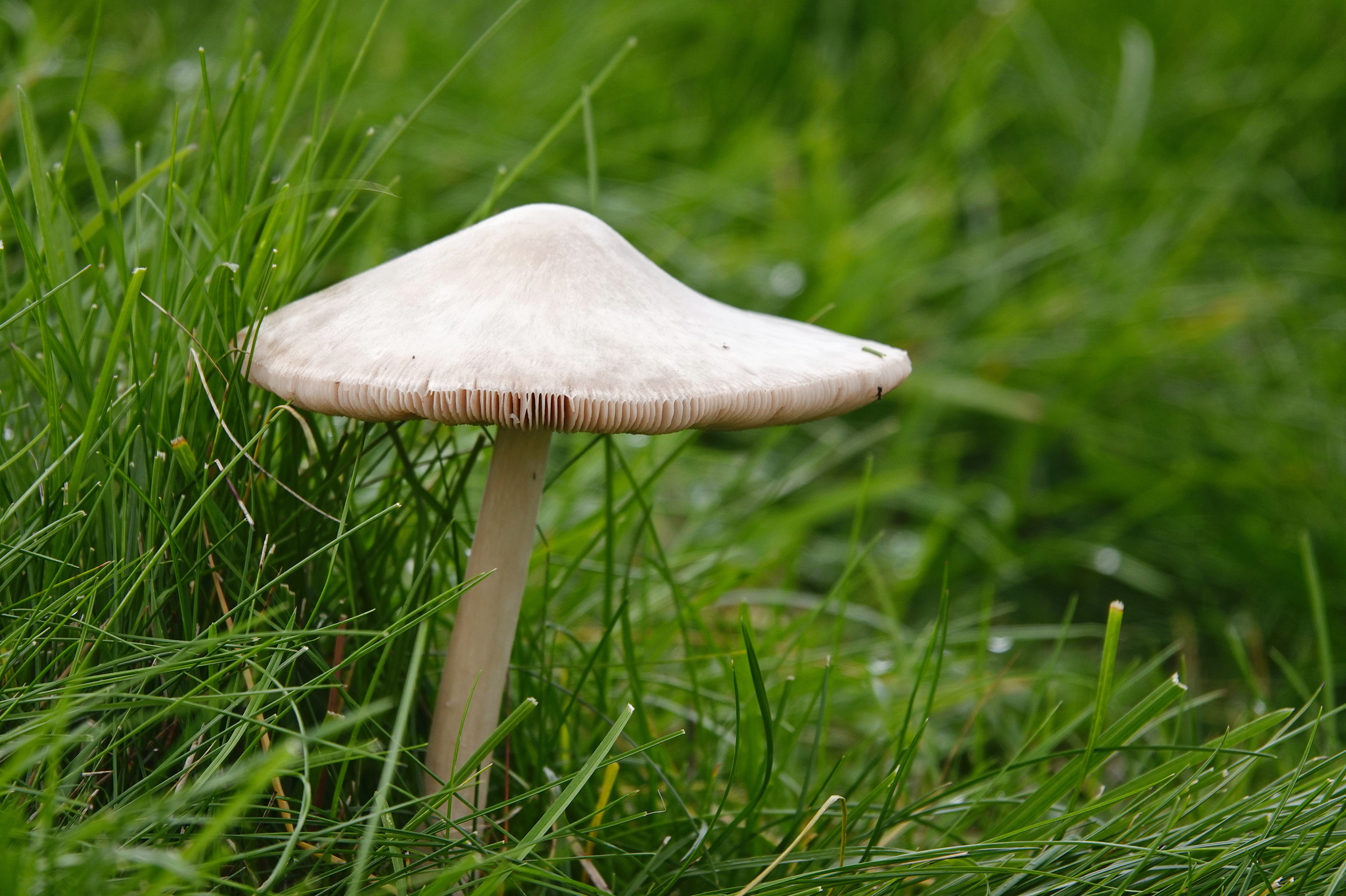 photogenic mushroom - My, Netherlands (Holland), The photo, Nature