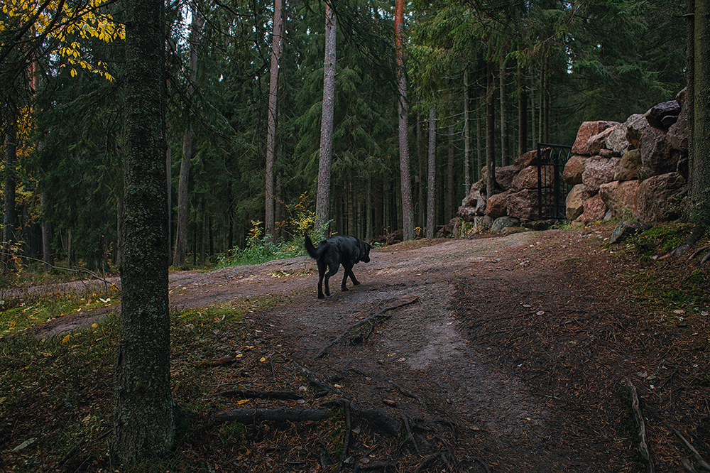 in Mon Repos. Vyborg - My, Mon Repos Park, Autumn, Vyborg, The park, The nature of Russia, Longpost