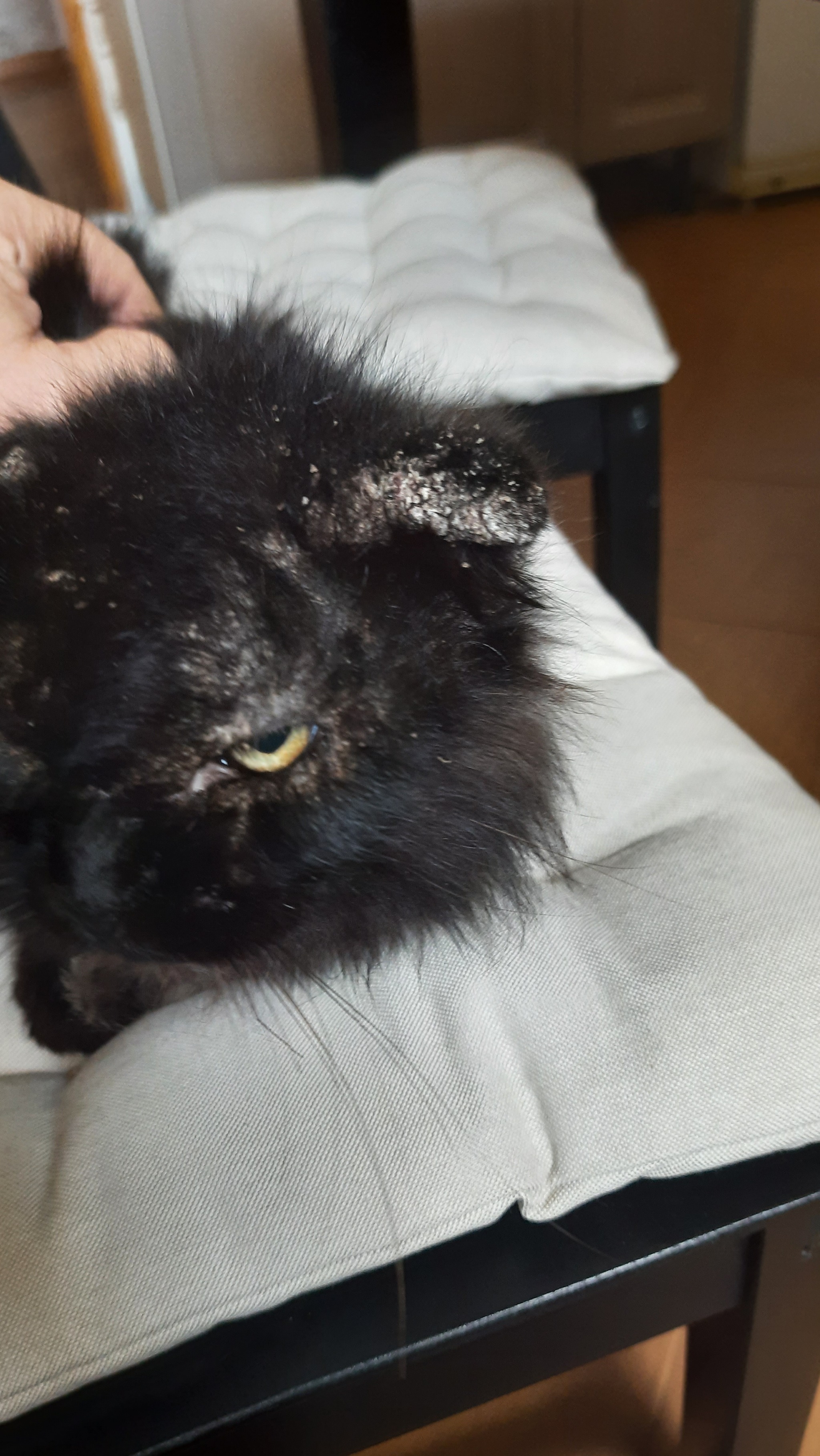 Please help for cat - My, Pets, Helping animals, Veterinary, cat