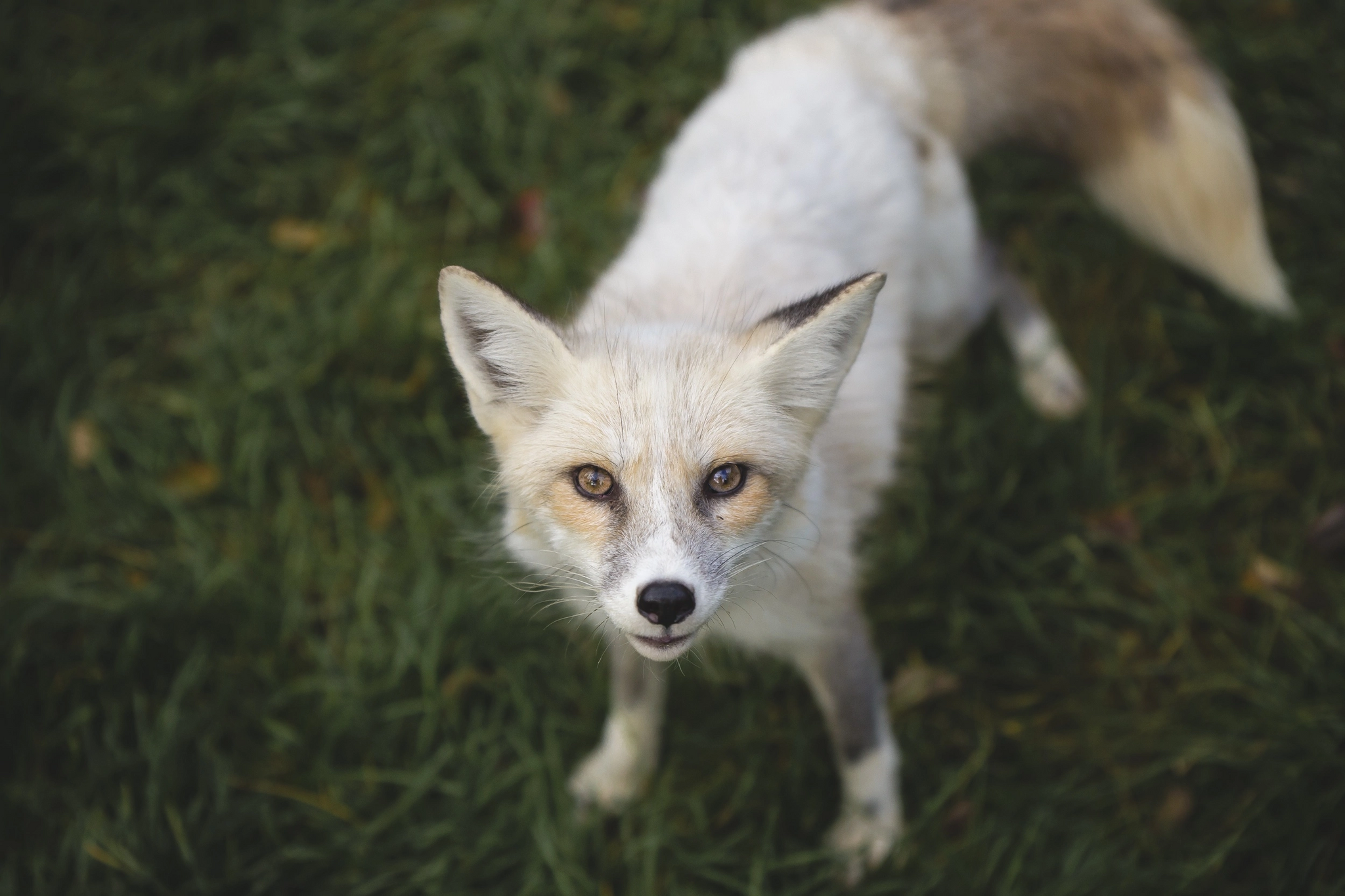 Fox Kira, color golden platinum - Animals, Fox, Moscow, Domestic fox, Longpost