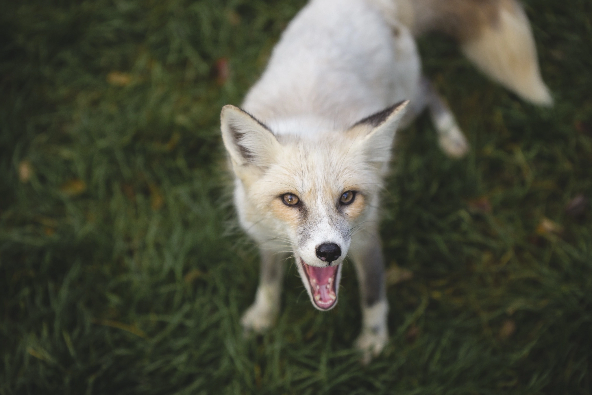 Fox Kira, color golden platinum - Animals, Fox, Moscow, Domestic fox, Longpost