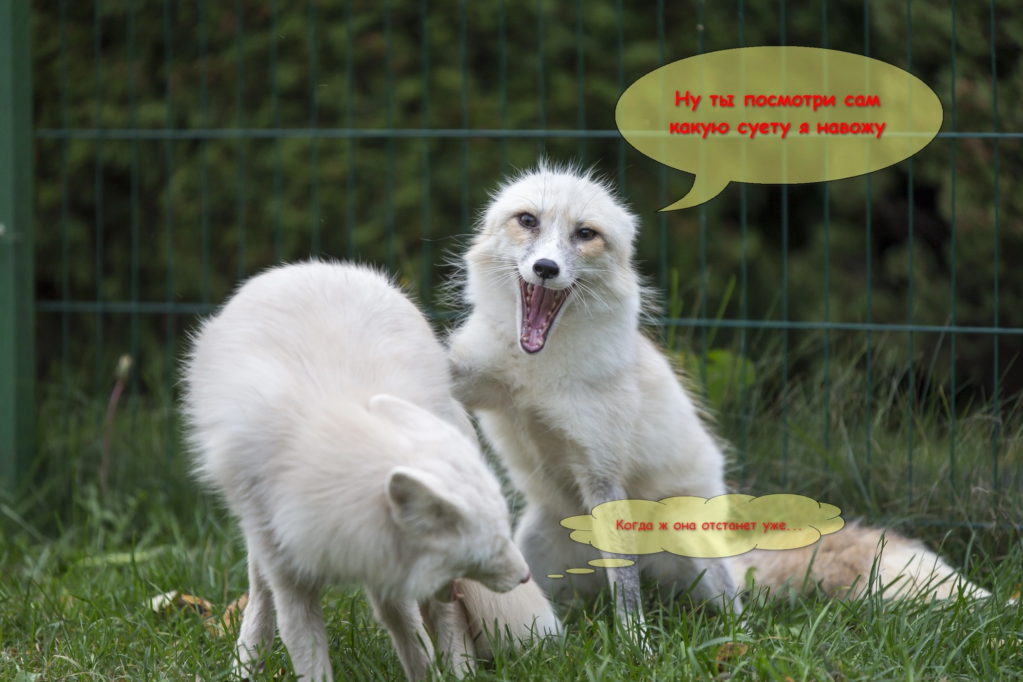 fox memes - Pets, Moscow, Animals, Fox, Domestic fox