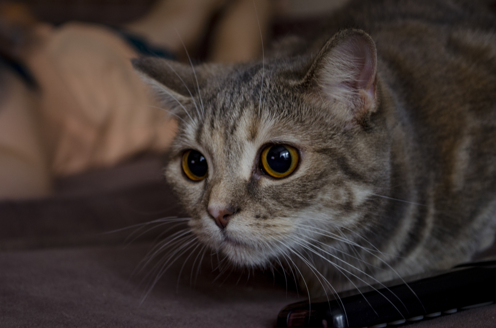 Curious - My, Cat family, Kittens, Sight, British cat, cat