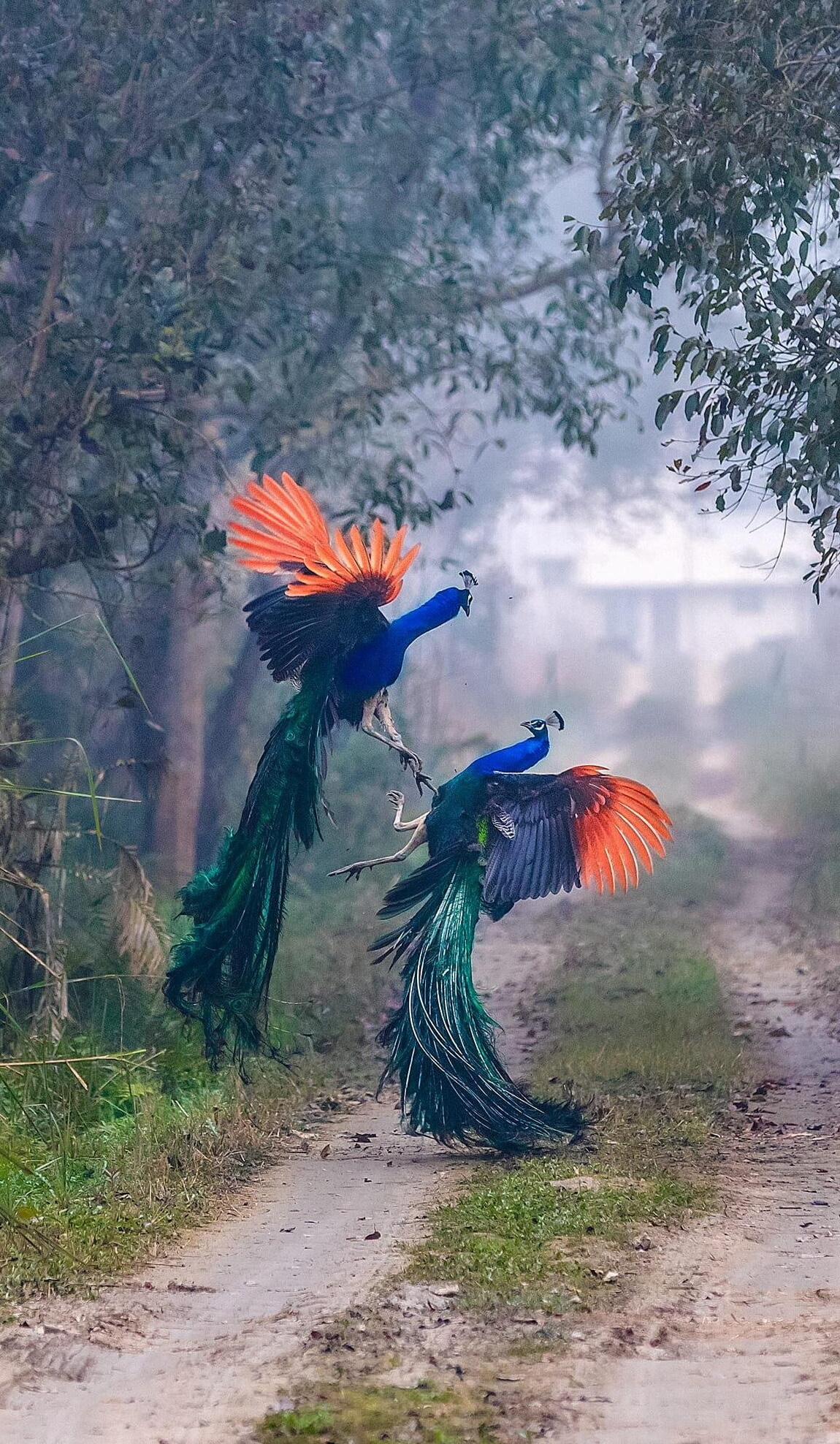 beautiful battle - The photo, Peacock, Skirmish