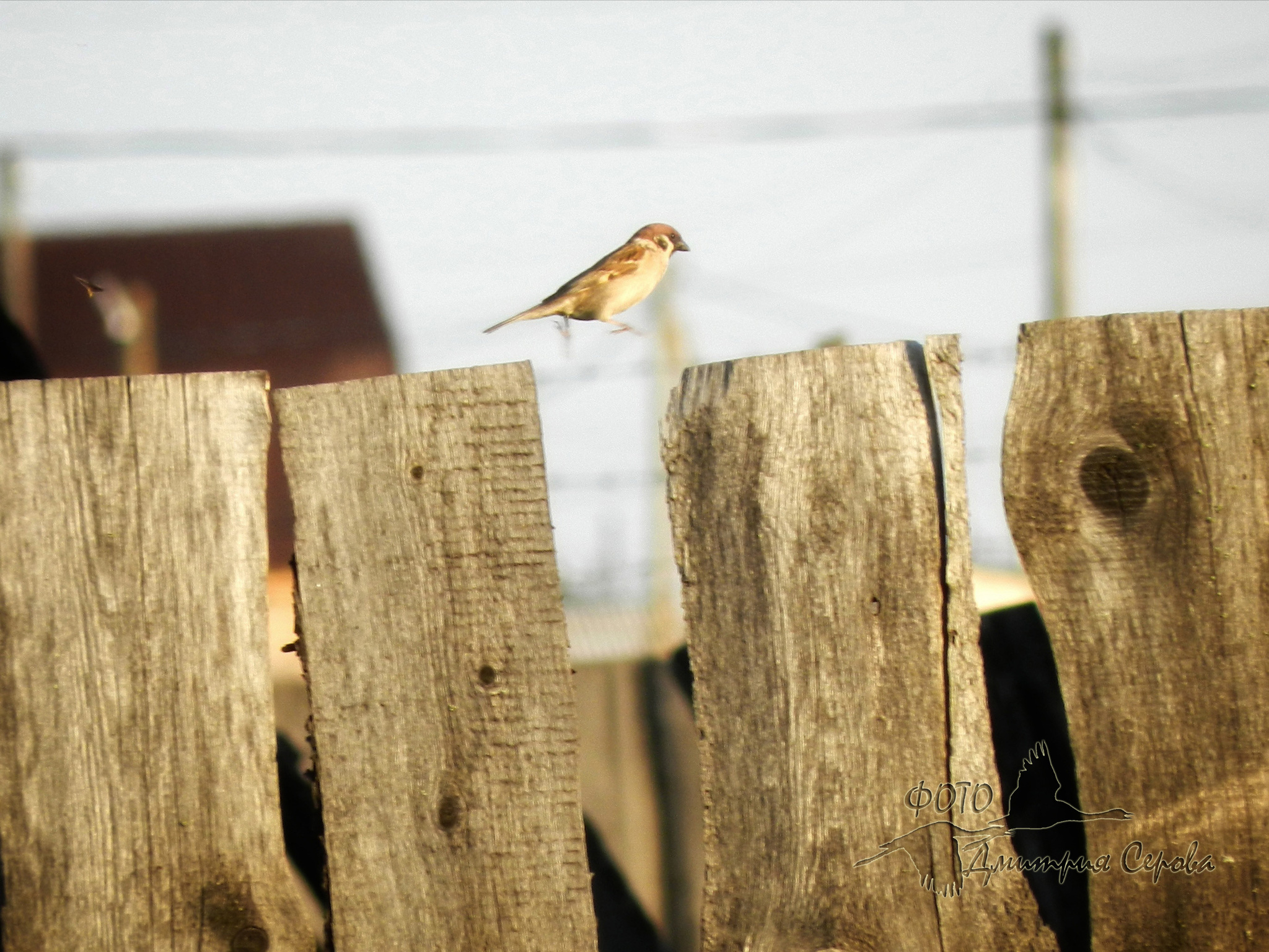 Photo of birds - My, I want criticism, Nikon, Longpost, The photo, Birds