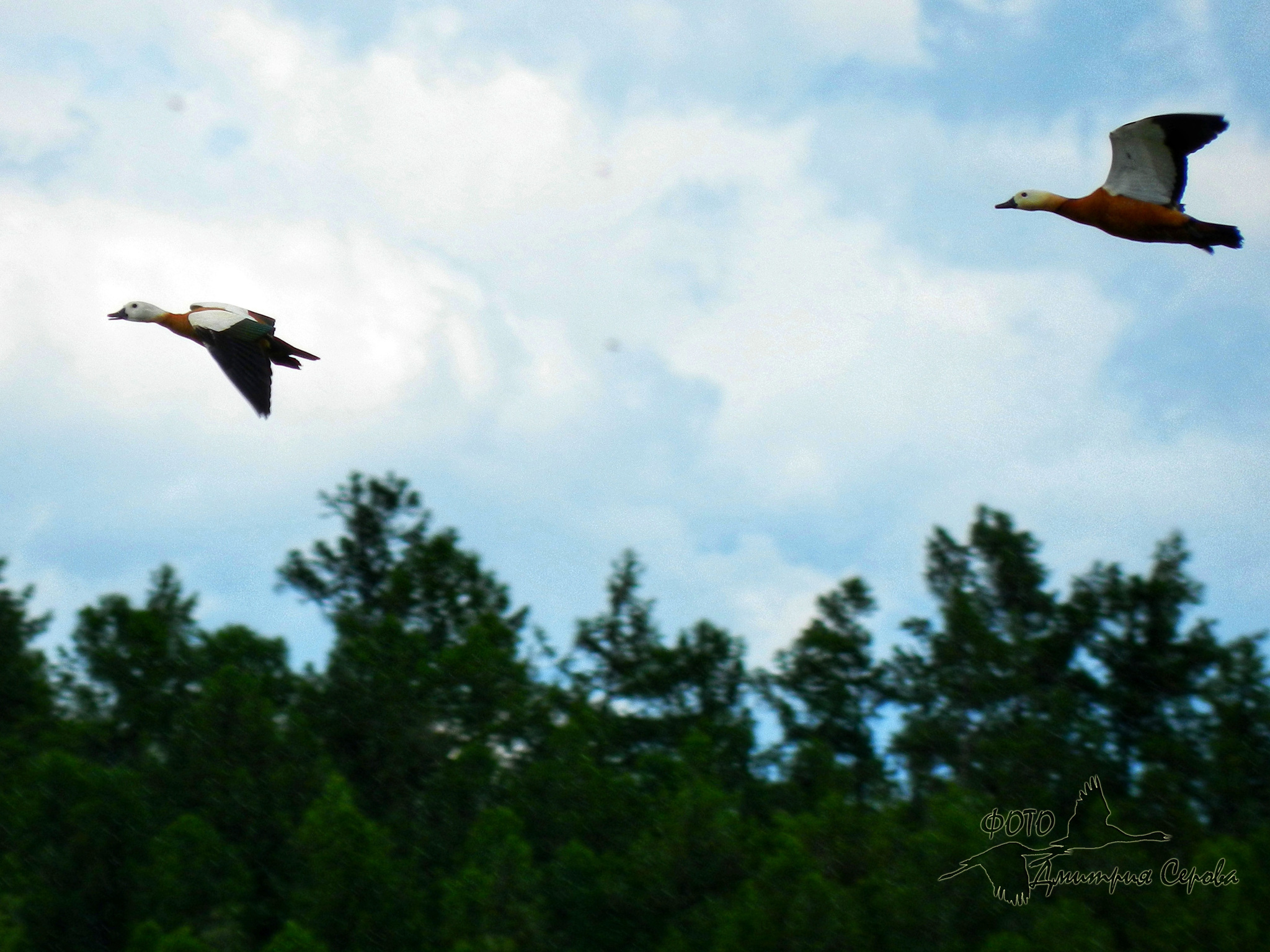 Photo of birds - My, I want criticism, Nikon, Longpost, The photo, Birds