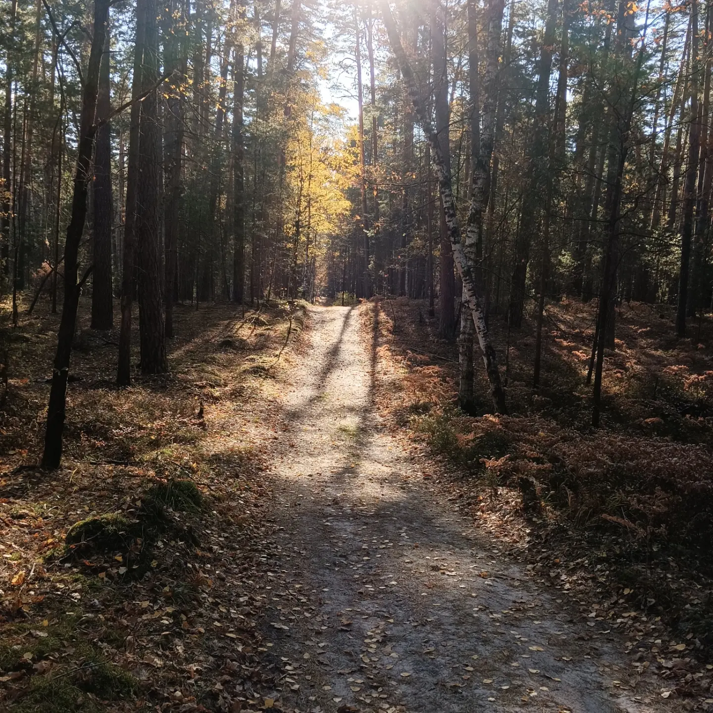 Autumn - My, A bike, Cyclist, Bike ride, Gravel, Forest, Longpost, The photo