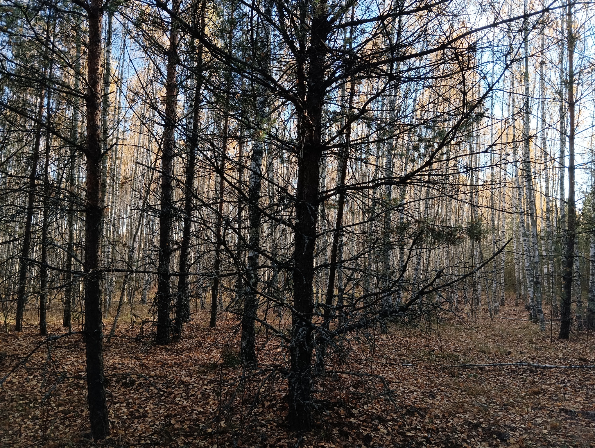 Autumn - My, A bike, Cyclist, Bike ride, Gravel, Forest, Longpost, The photo