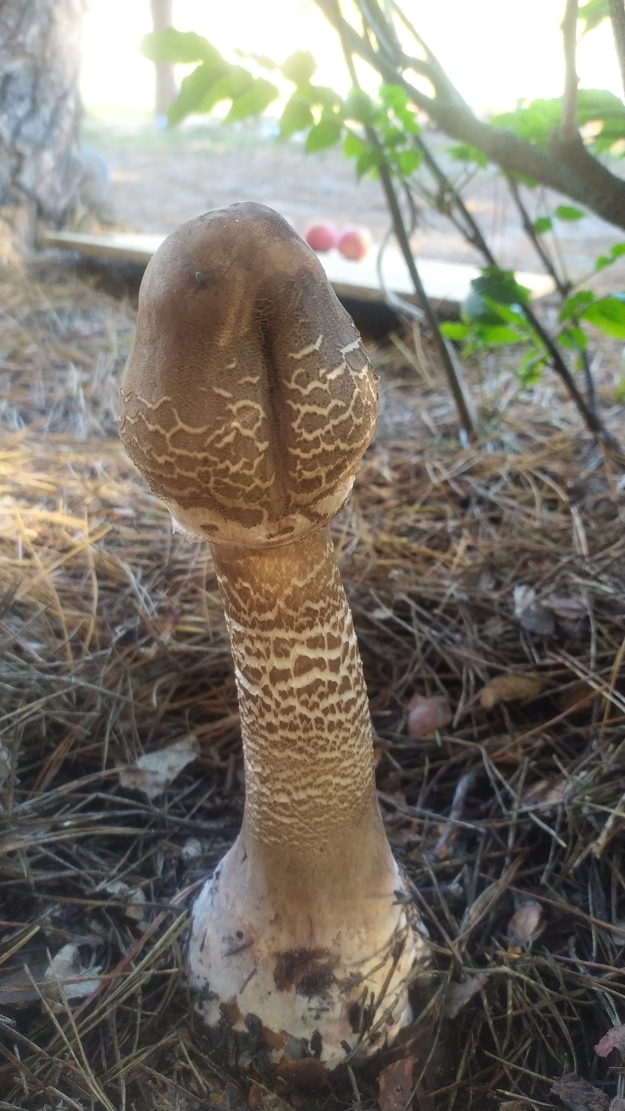 Mushroom - My, Mushrooms, Forest, Nature, Longpost