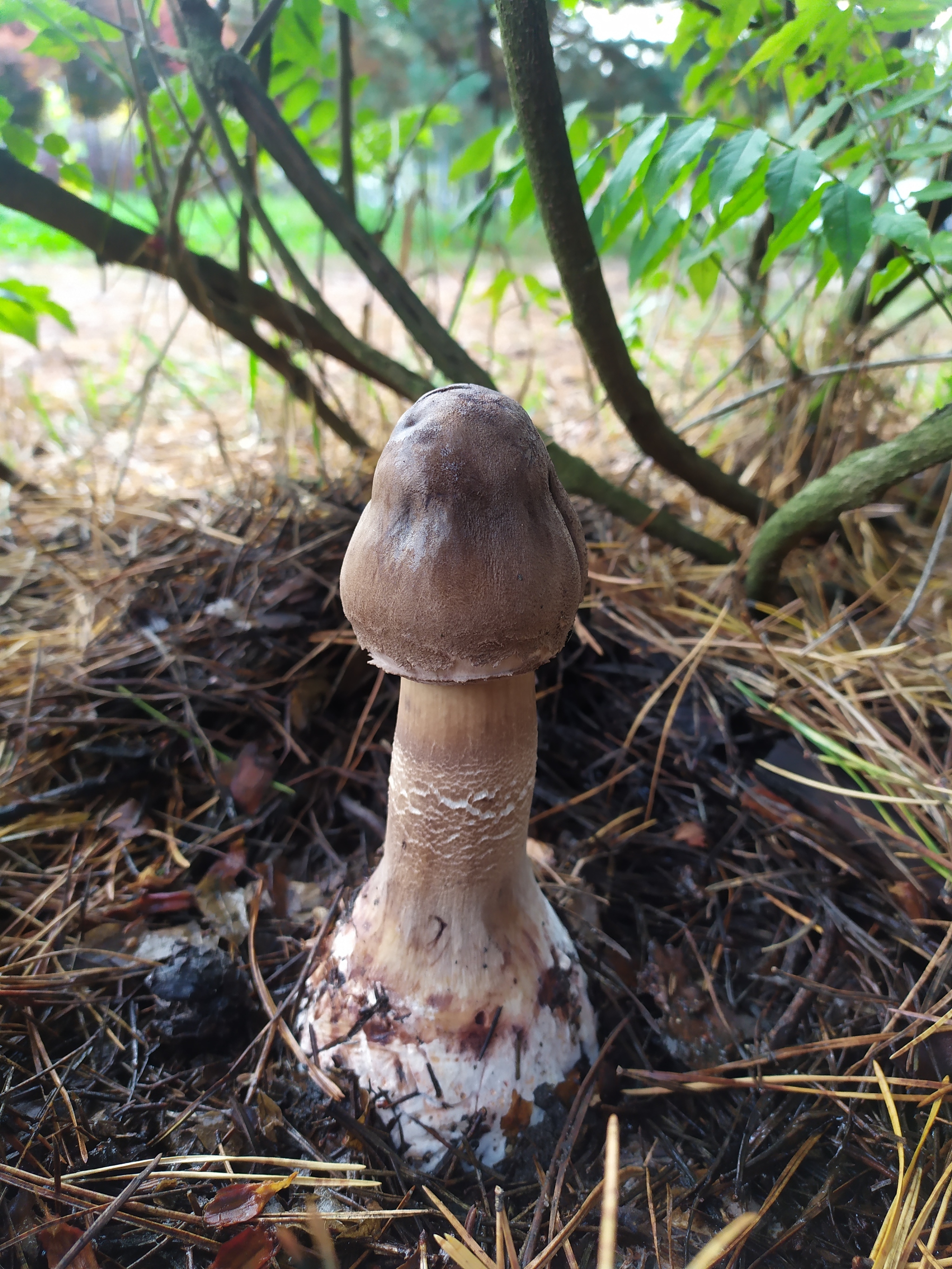 Mushroom - My, Mushrooms, Forest, Nature, Longpost