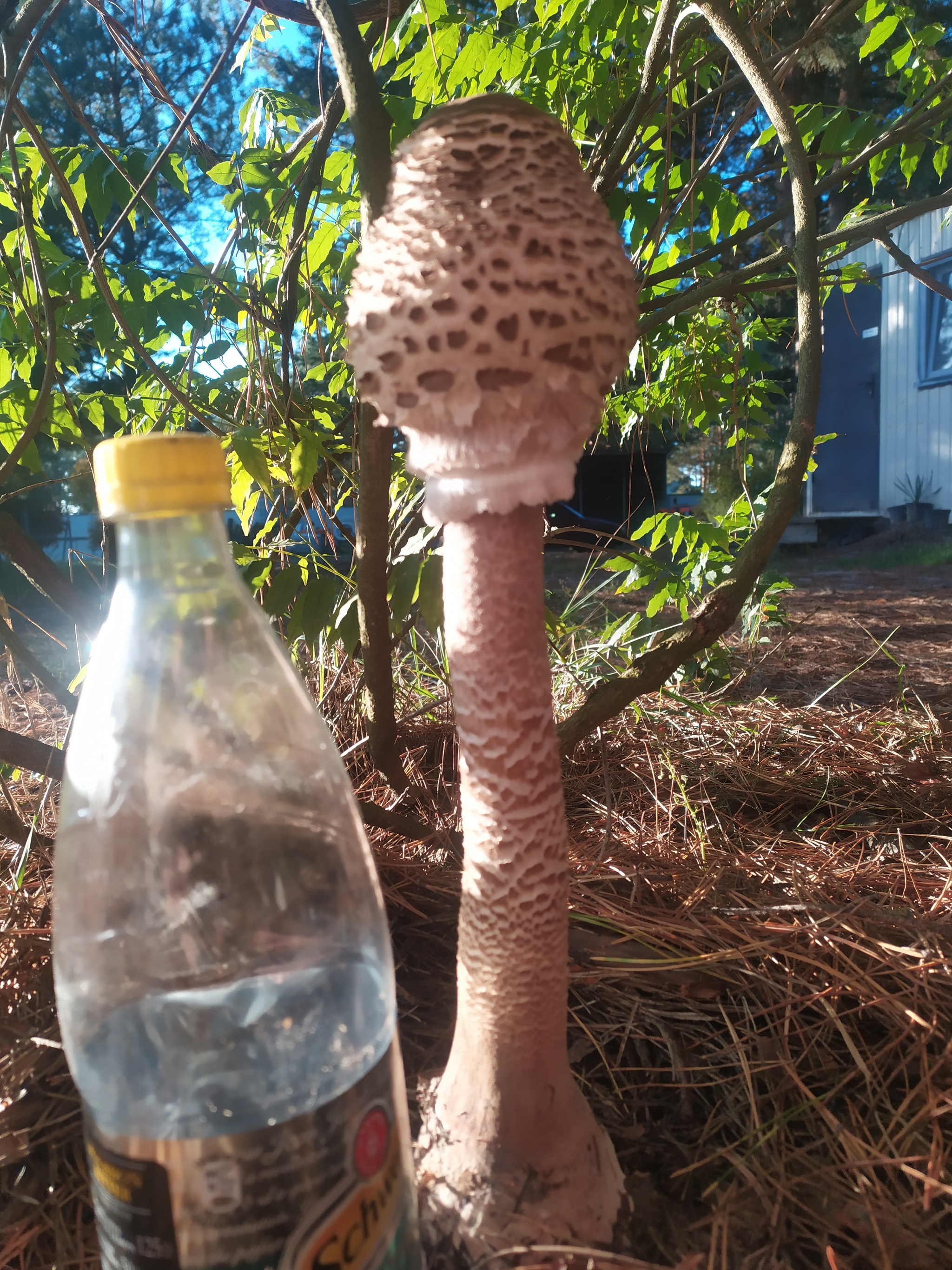 Mushroom - My, Mushrooms, Forest, Nature, Longpost