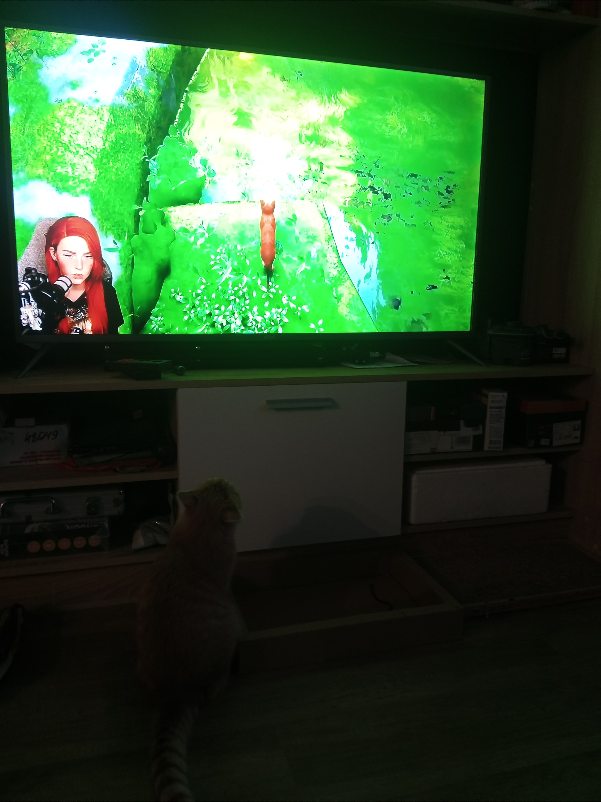 cat rated - My, cat, Stray, TV set, Стрим