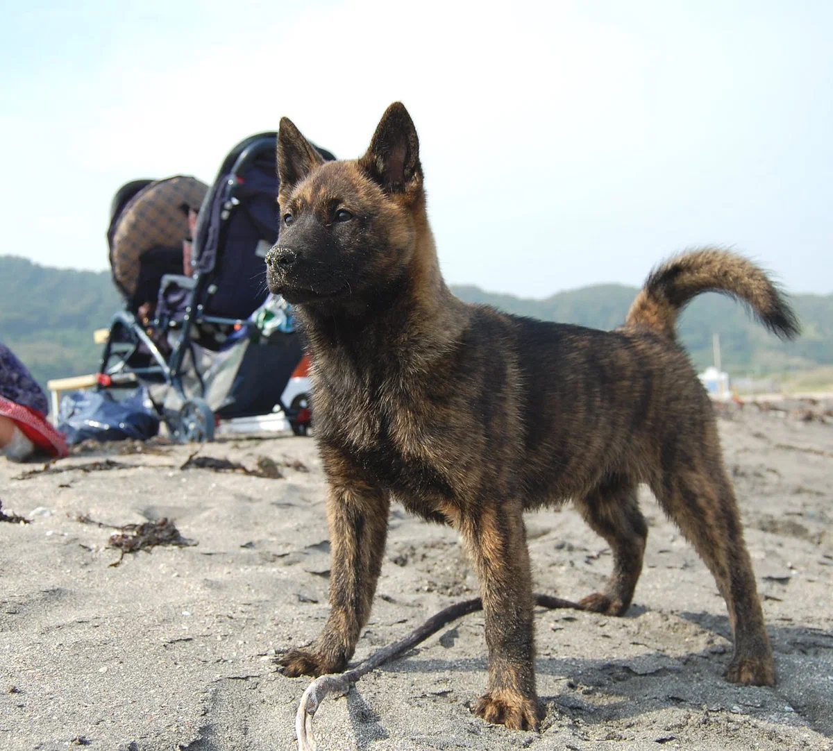 Kai Inu: The evil twin of the famous Hachiko. An ancient Japanese breed whose fame has been completely overshadowed by the popular Akita Inu - Dog, Dog days, Animal book, Yandex Zen, Longpost