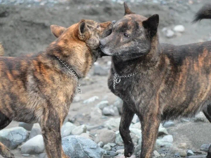 Kai Inu: The evil twin of the famous Hachiko. An ancient Japanese breed whose fame has been completely overshadowed by the popular Akita Inu - Dog, Dog days, Animal book, Yandex Zen, Longpost