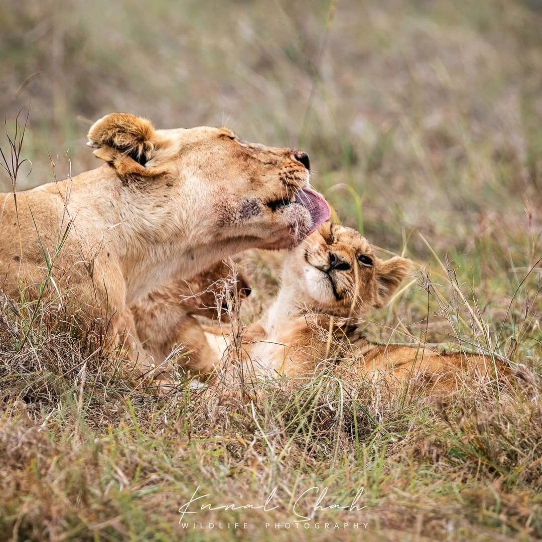 Well mom... - a lion, Rare view, Big cats, Cat family, Mammals, Animals, Wild animals, wildlife, Nature, Reserves and sanctuaries, Masai Mara, Africa, The photo, Lioness, Lion cubs, Washing