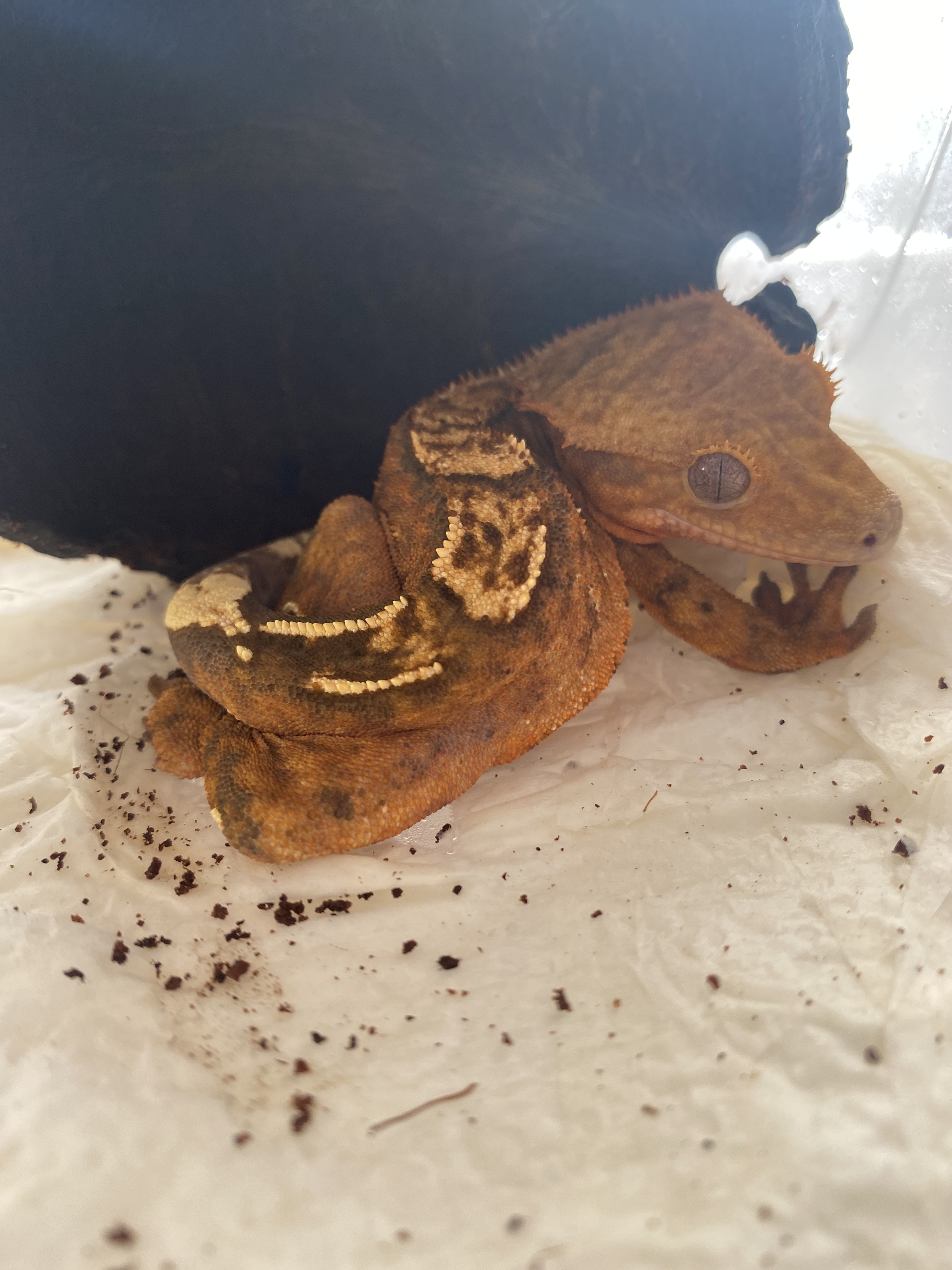 peekaboo educational - Reptiles at home, Gecko, Pets, Terrariumistics