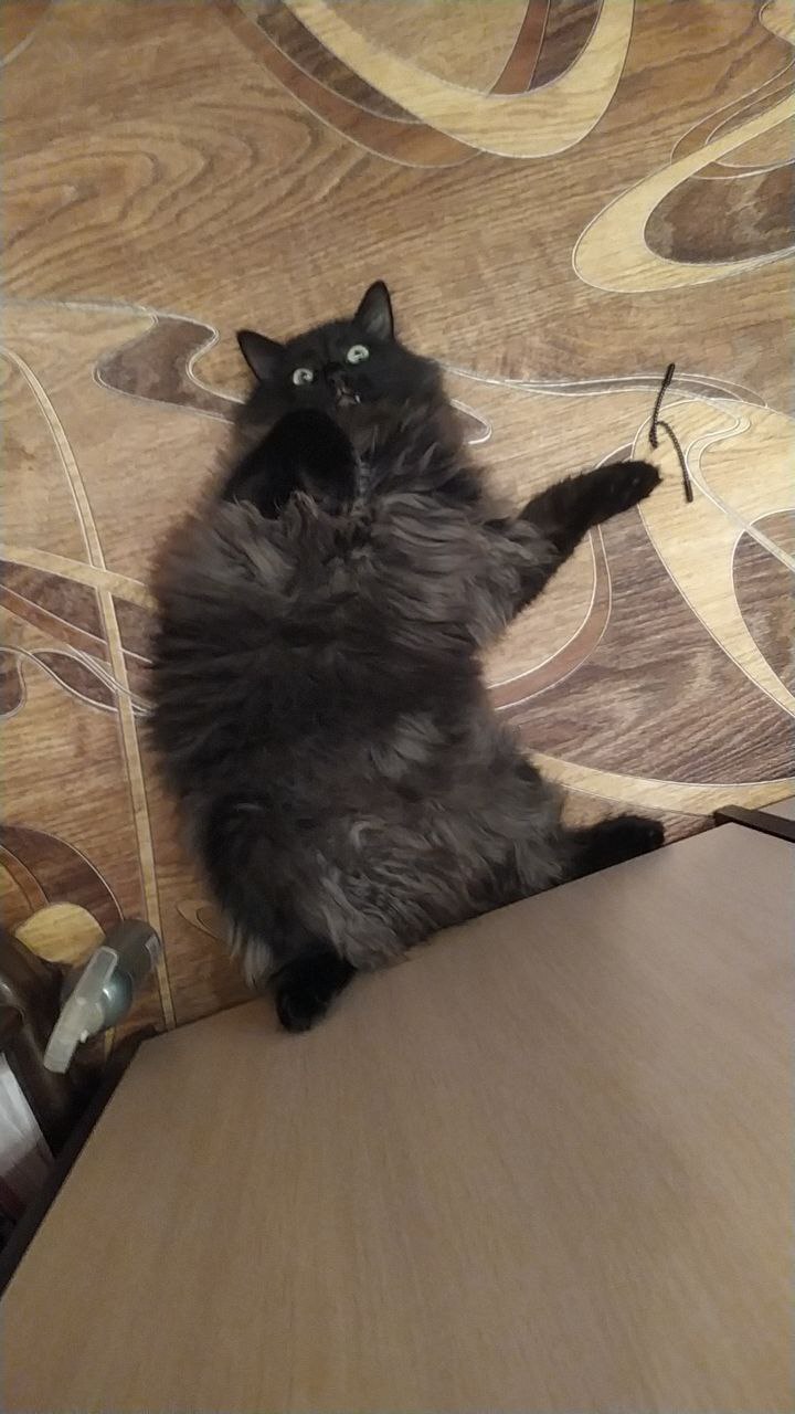 Photoshop please - My, Black cat, Fat cats, Fluffy, cat