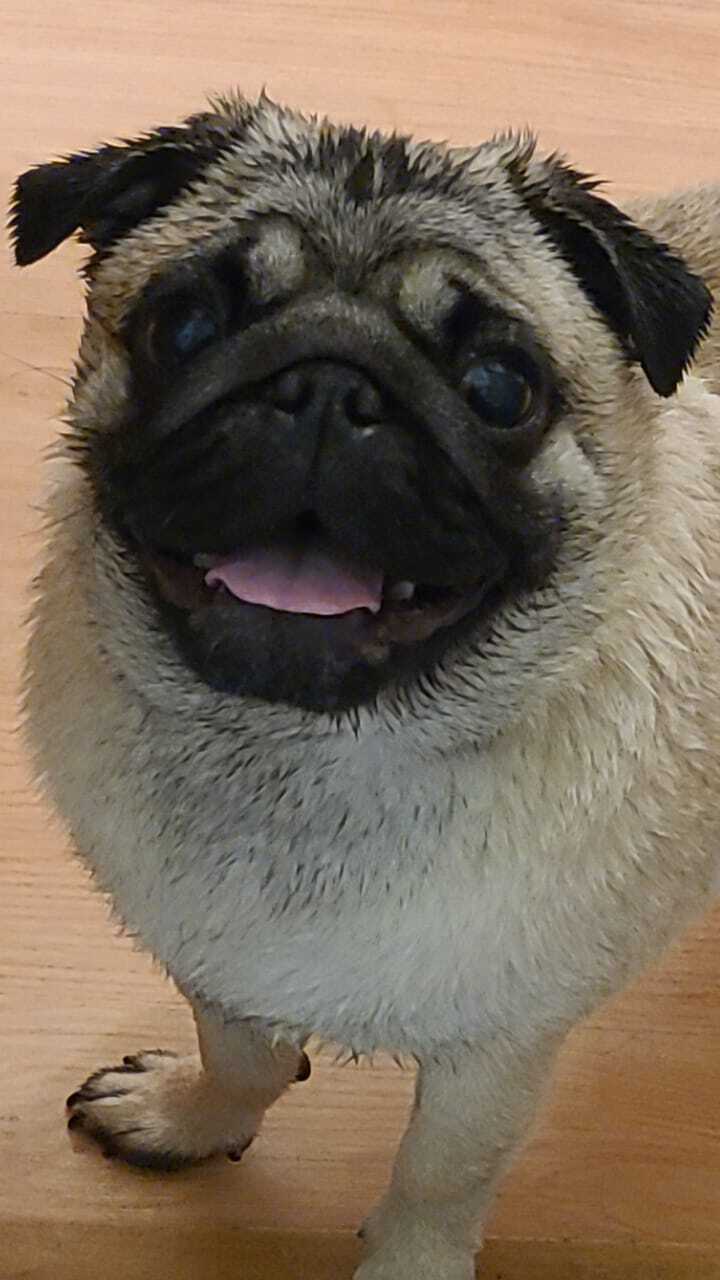 Let's get out of trouble ;) - My, Pug, Dog, Pets, Family, Longpost