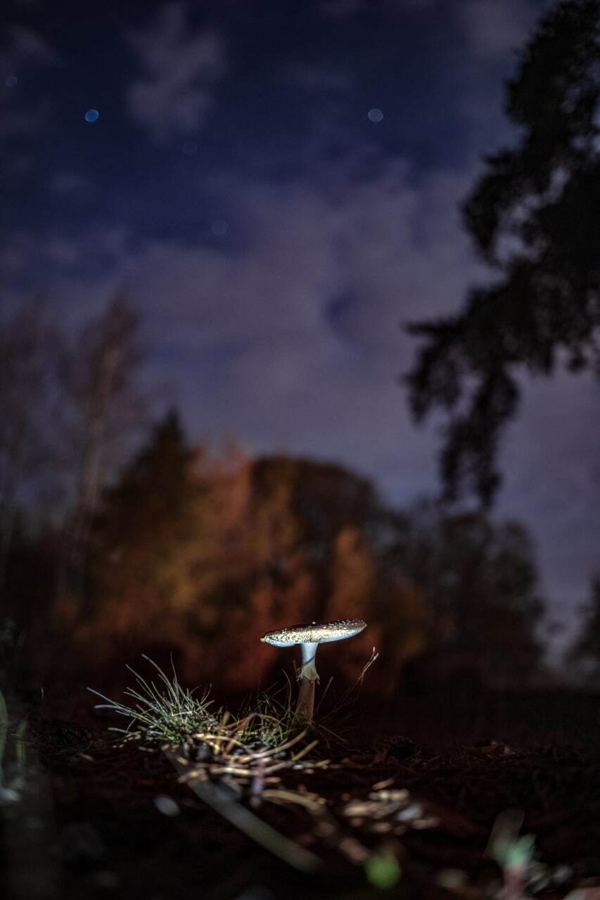 silent hunting - Crossposting, Pikabu publish bot, Longpost, Mushrooms, Fly agaric, The photo