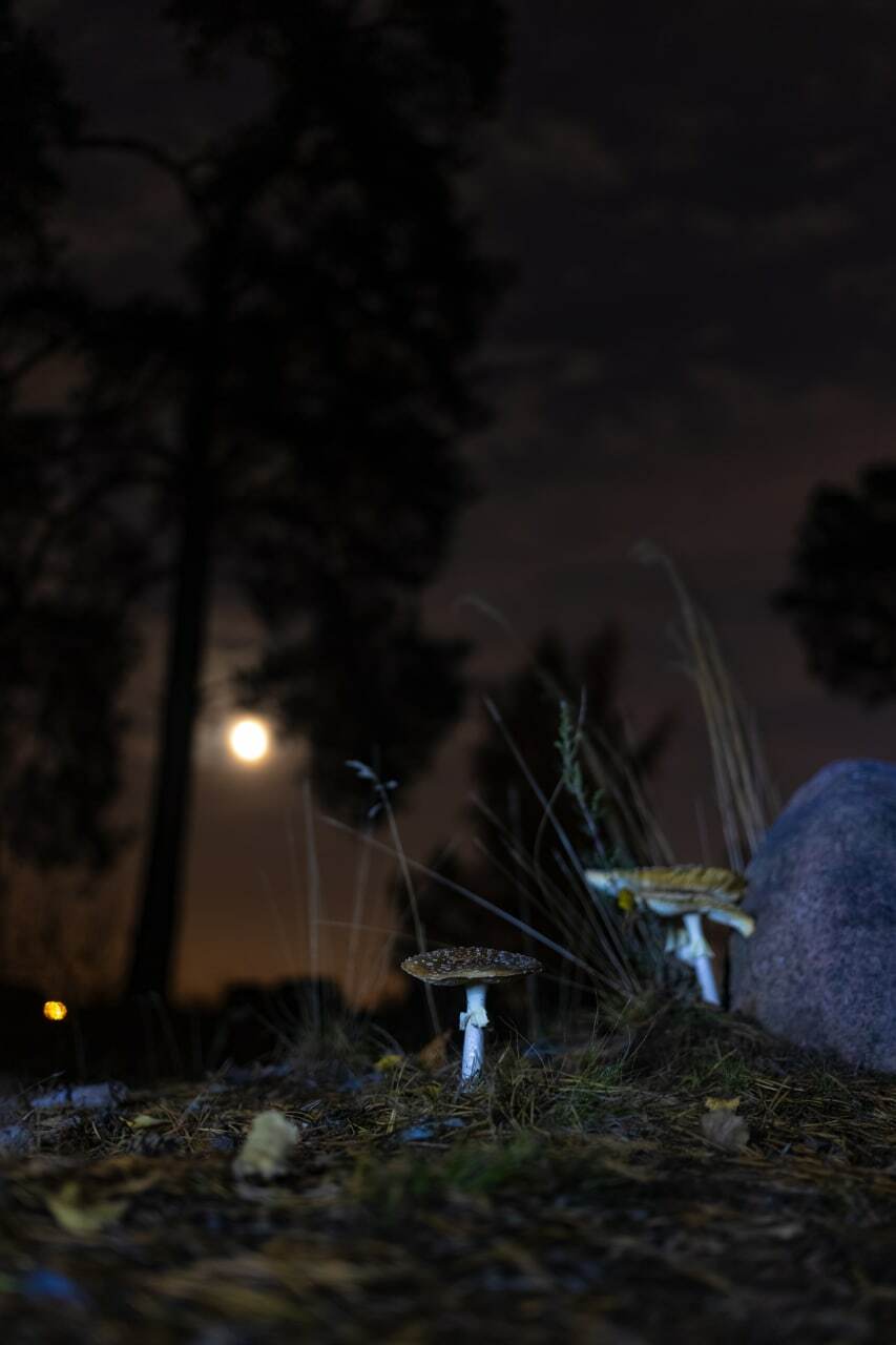 silent hunting - Crossposting, Pikabu publish bot, Longpost, Mushrooms, Fly agaric, The photo