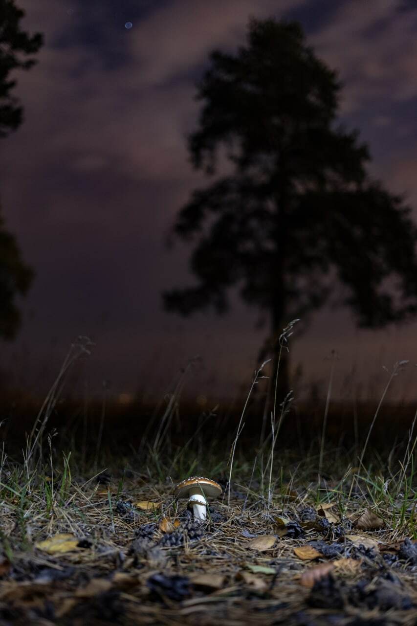 silent hunting - Crossposting, Pikabu publish bot, Longpost, Mushrooms, Fly agaric, The photo