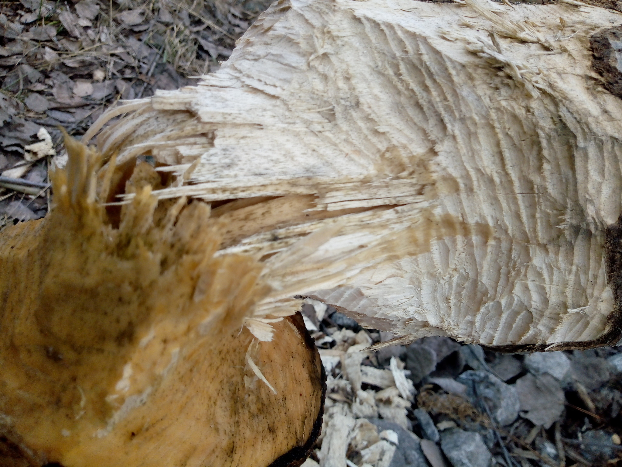 Beavers in the city - Beavers, Suddenly, Longpost, Urban environment, Wild animals