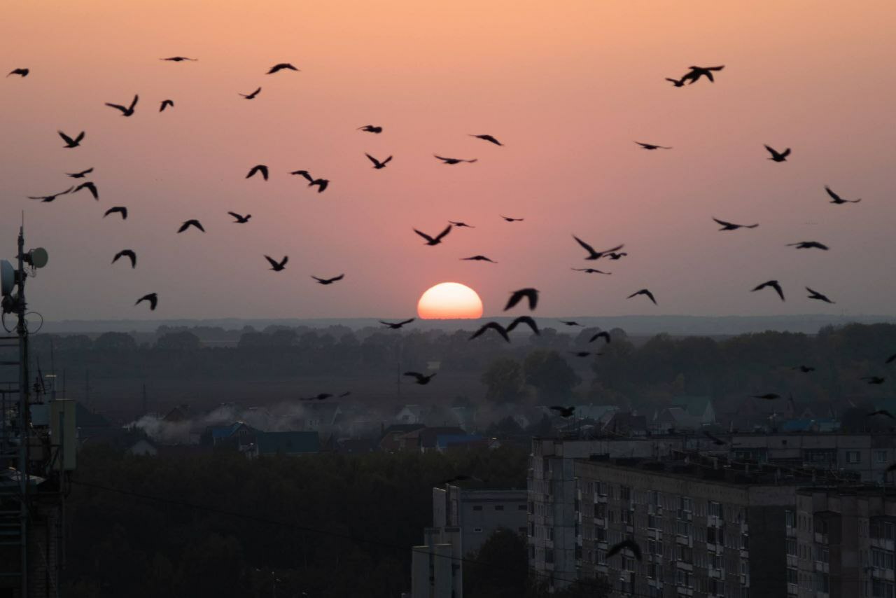 Barnaul, Industrial District - Crossposting, Pikabu publish bot, Longpost, Barnaul, The photo, Night city, Architecture, Birds