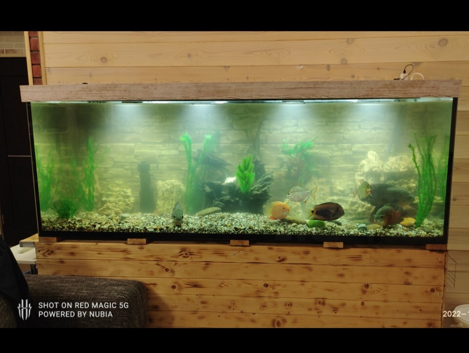 When put down all day - My, Aquarium, Aquarium, Astronotus