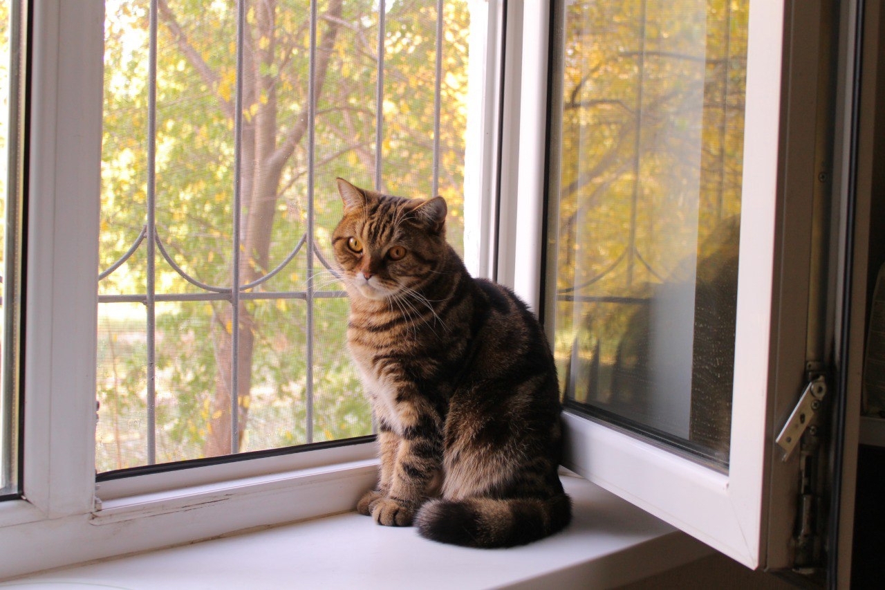 Autumn mood and cat - My, cat, Autumn, The photo, Longpost