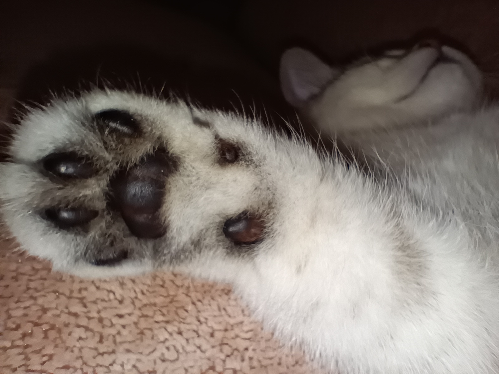 kotolapuska - My, cat, Paws, Upside down with your paws, The photo