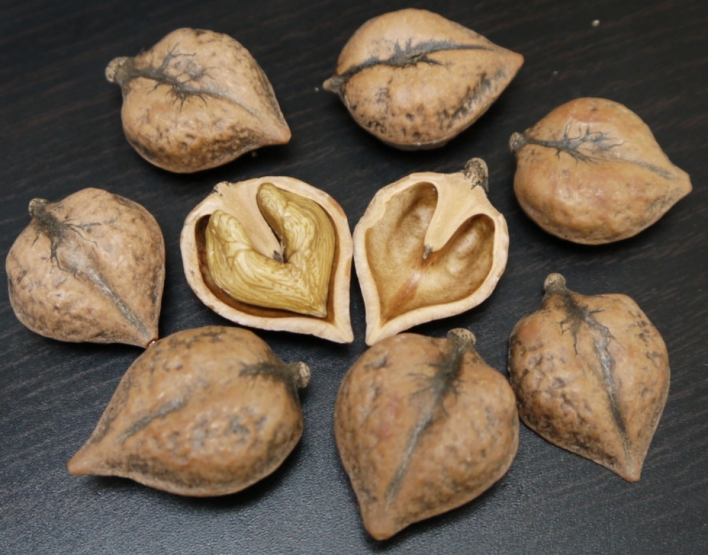 Looking for Heart Walnut and Care Tips - Nuts, Help