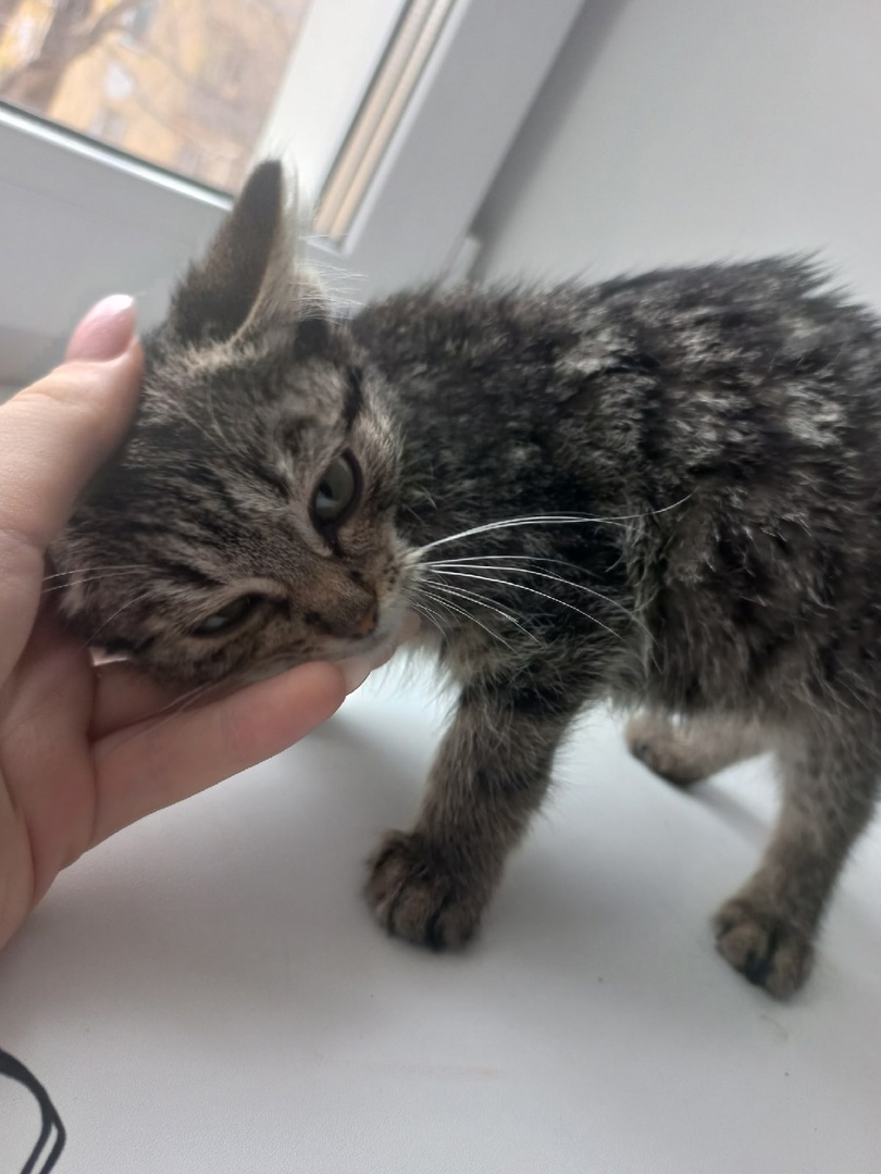 Kitten in good hands - My, Kittens, In good hands, Paws, Kopeysk, Chelyabinsk, Animal shelter, Longpost, cat