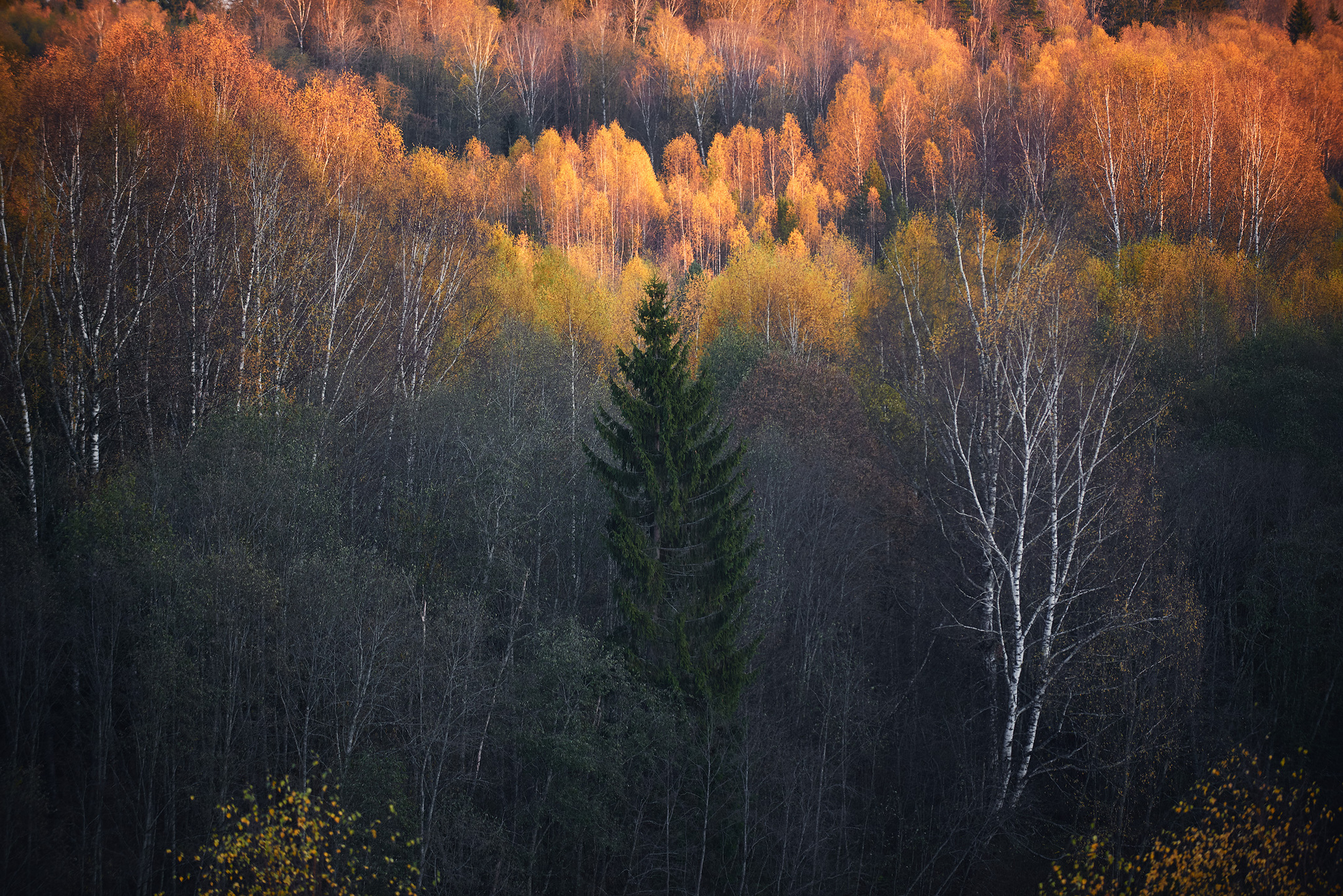 autumn gradients - My, Travel across Russia, Landscape, Autumn, Nikon D750, Forest