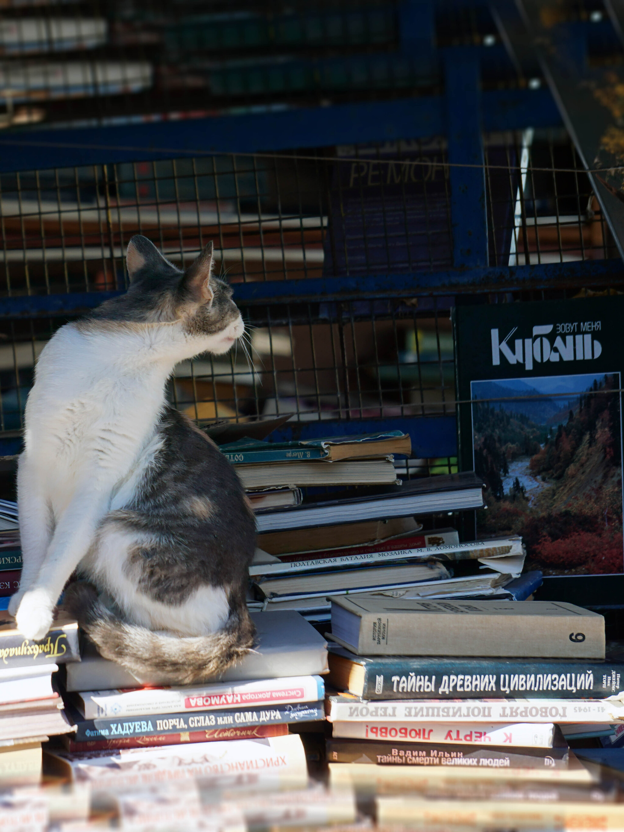 learned cats - My, cat, Small cats, Chistyakovskaya Grove, The photo