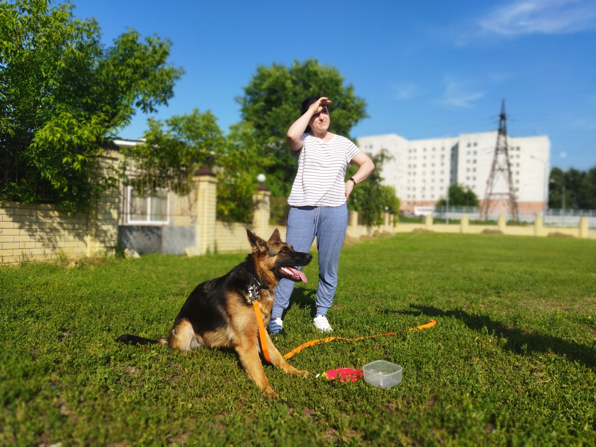 my german shepherd - My, German Shepherd, Mia, Longpost, Dog, The photo