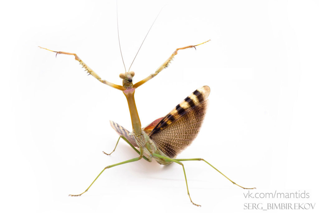 Hands up! - Mantis, Humor, Variety, Video, Youtube, Longpost, Insects