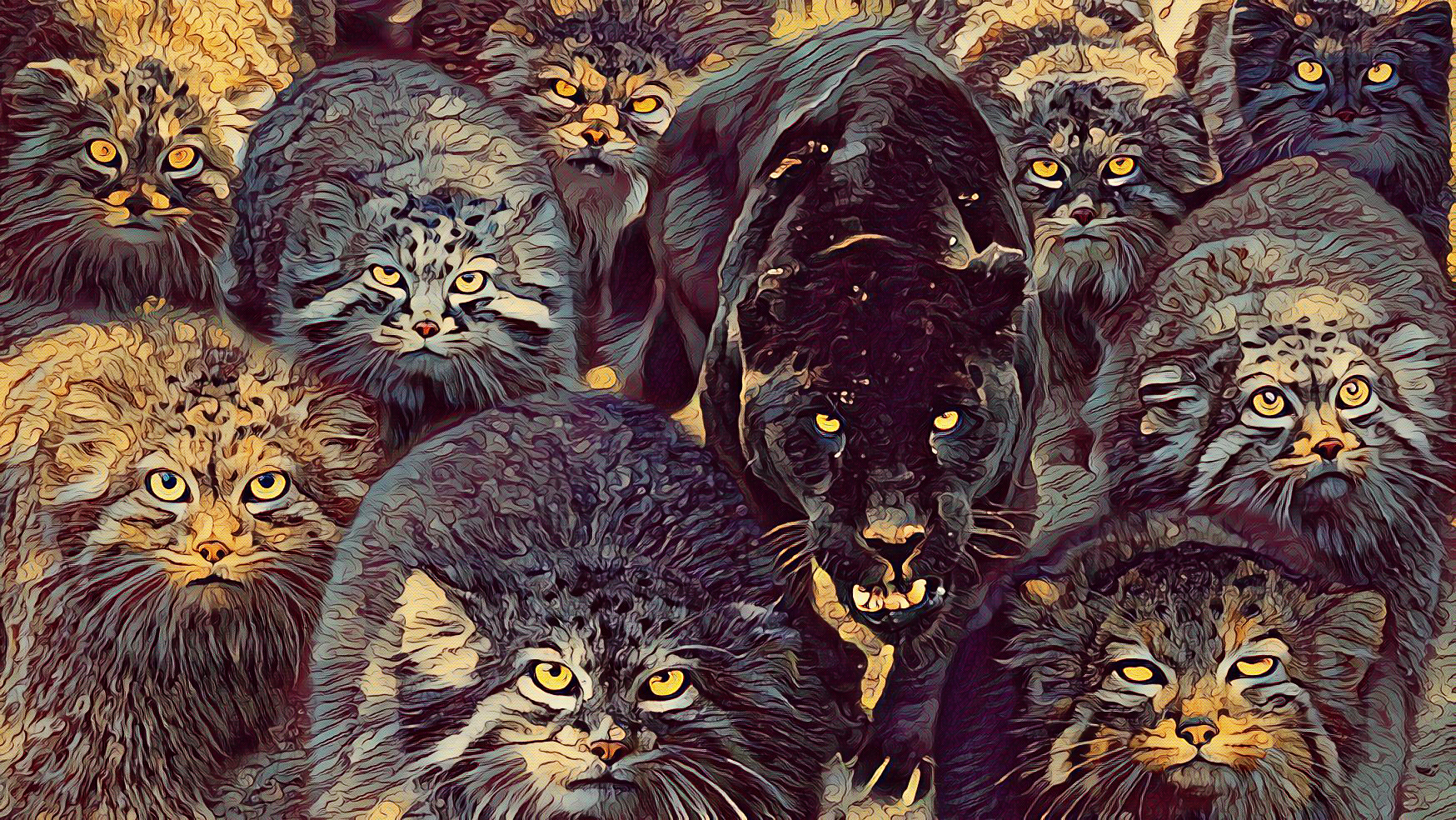 Army of twelve manuls - Pet the cat, Cat family, Pallas' cat, Fluffy, Art, Black Panther