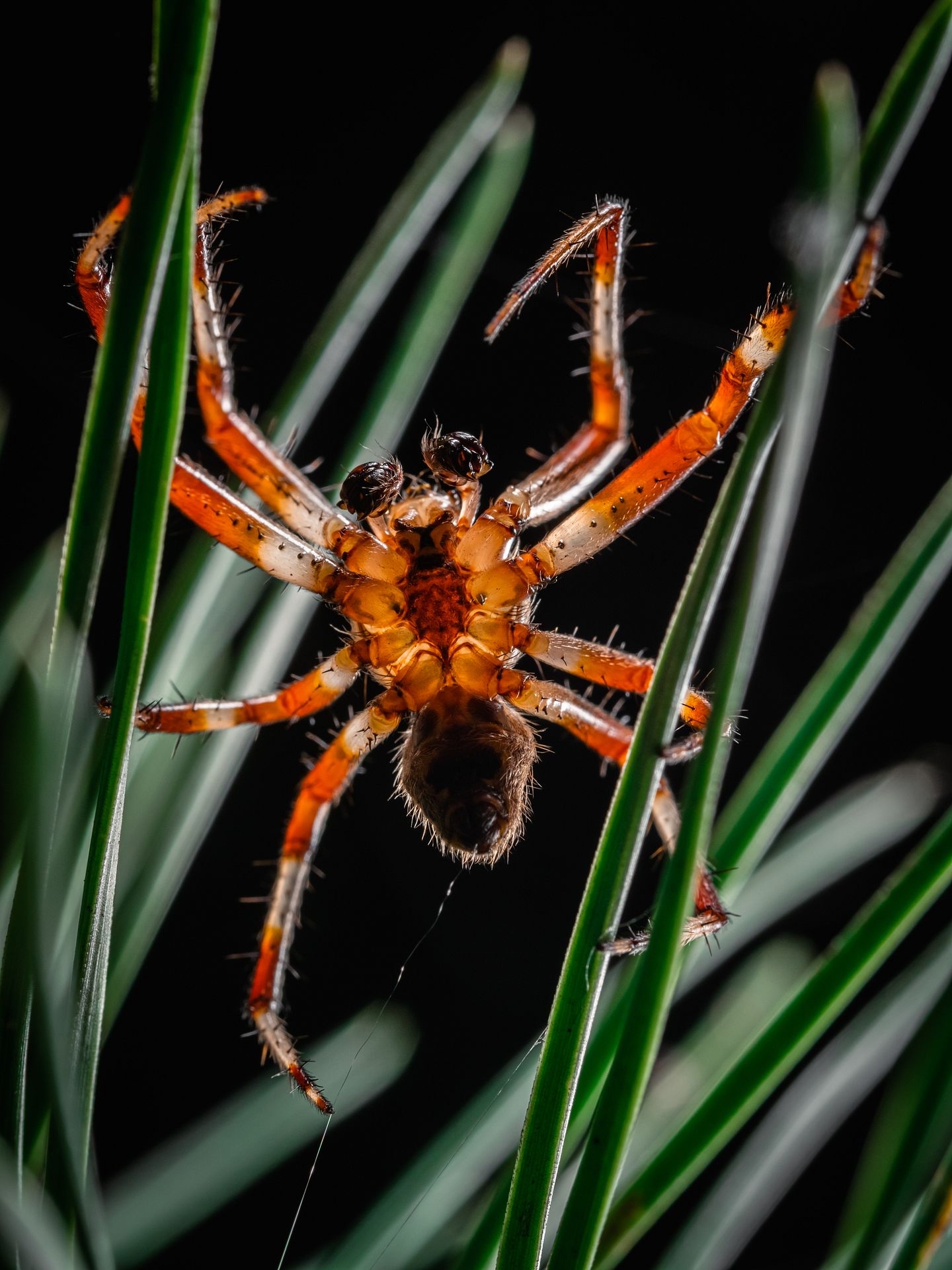 Christmas tree toy - My, Spider, Nature, Macro photography, The photo, Longpost