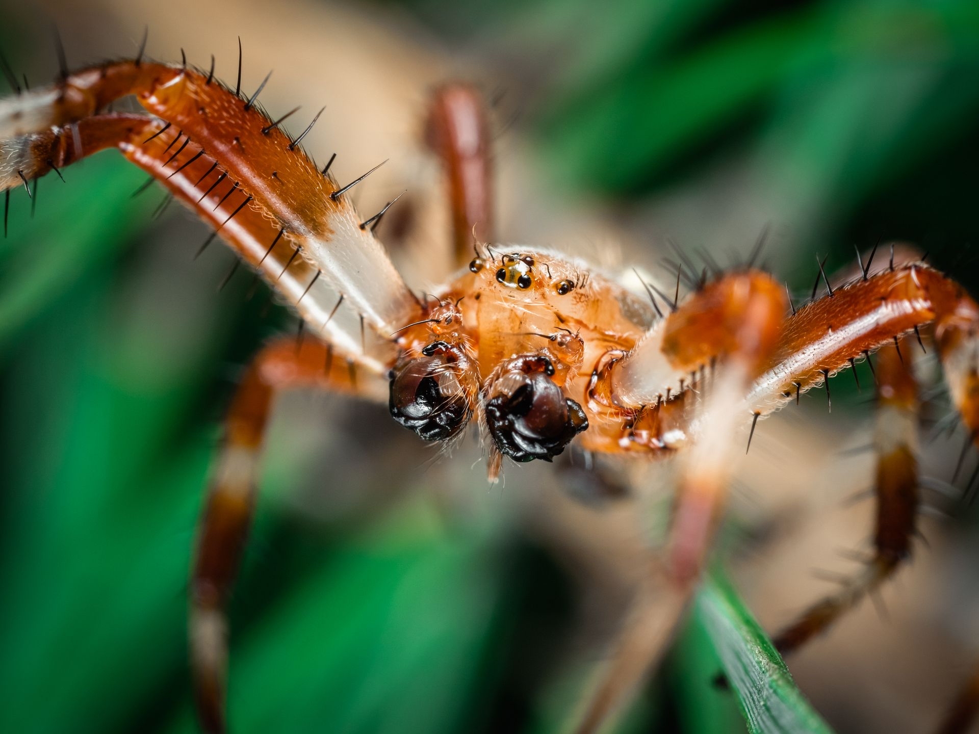 Christmas tree toy - My, Spider, Nature, Macro photography, The photo, Longpost