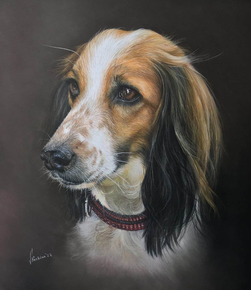 Nika - My, Animalistics, Pastel, Dry pastel, Art, Animals, Drawing, Dog, Spaniel, Graphics, Portrait, Creation, Pastel pencils, Pastel crayons, Artist