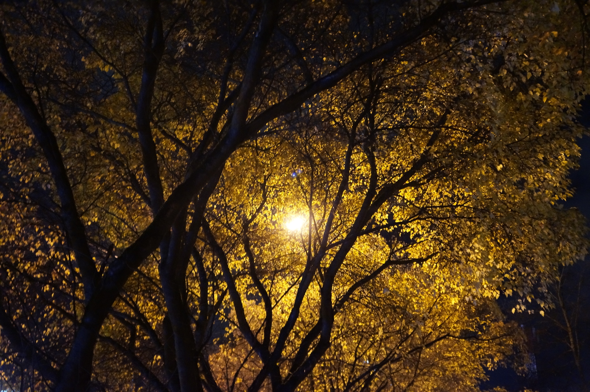 Evening Obninsk - My, The photo, Obninsk, Evening, Night city, Autumn