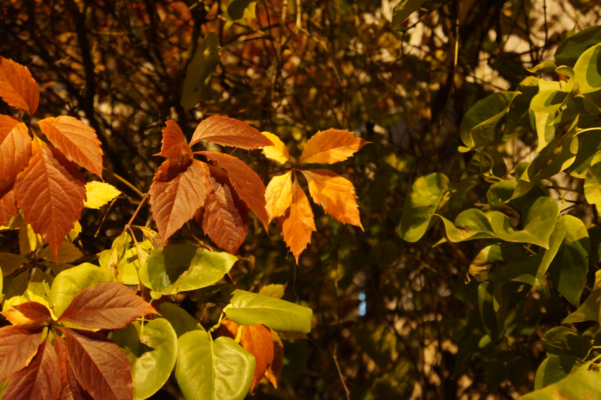 Evening Obninsk - My, The photo, Obninsk, Evening, Night city, Autumn