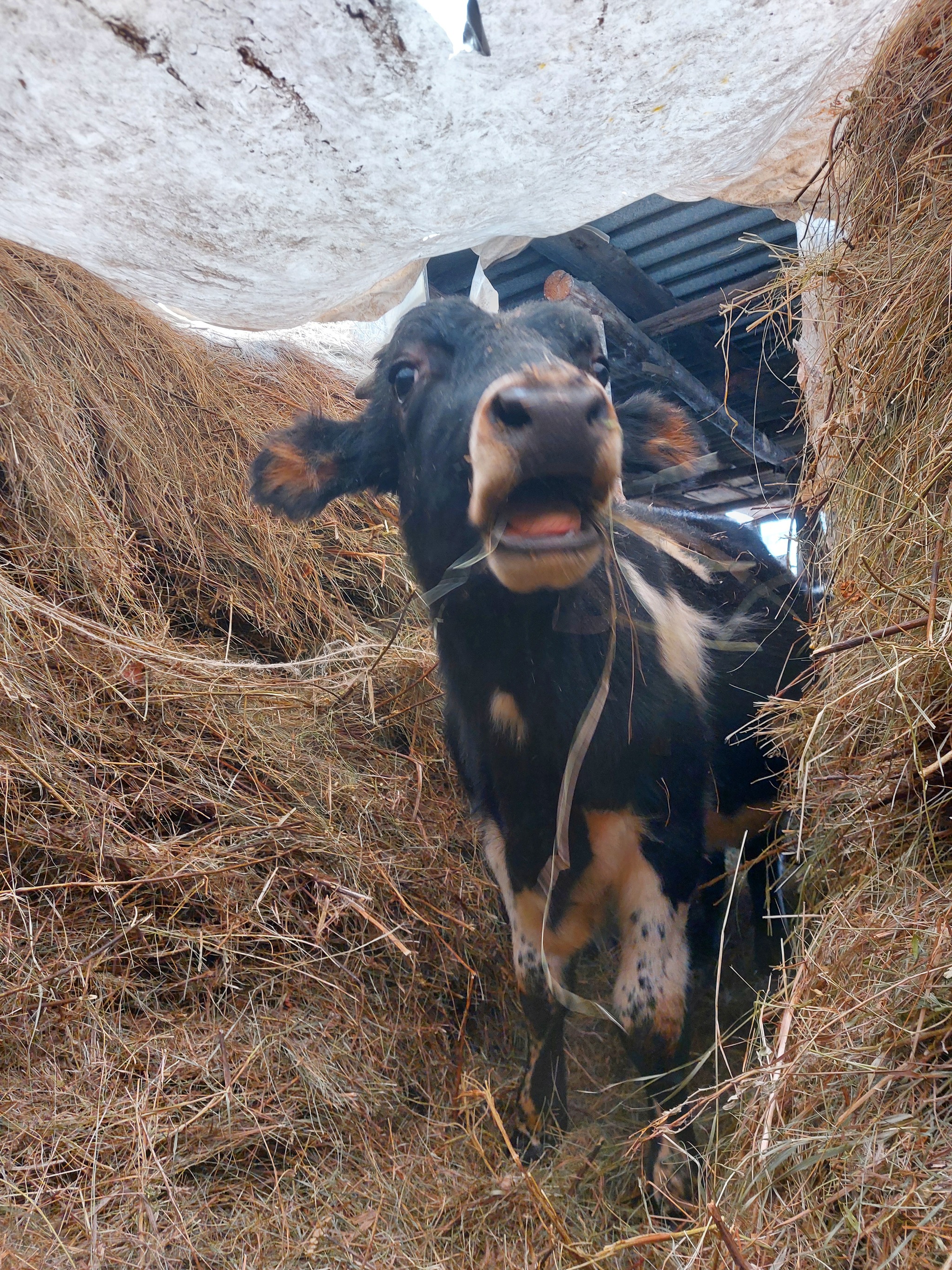 cow children - My, Calf, Rural life, The photo, Longpost