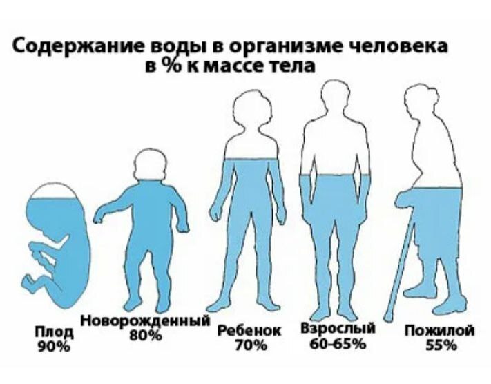 Содержание воды в организме человека - Здоровье, ЗОЖ, Питание, Картинка с текстом