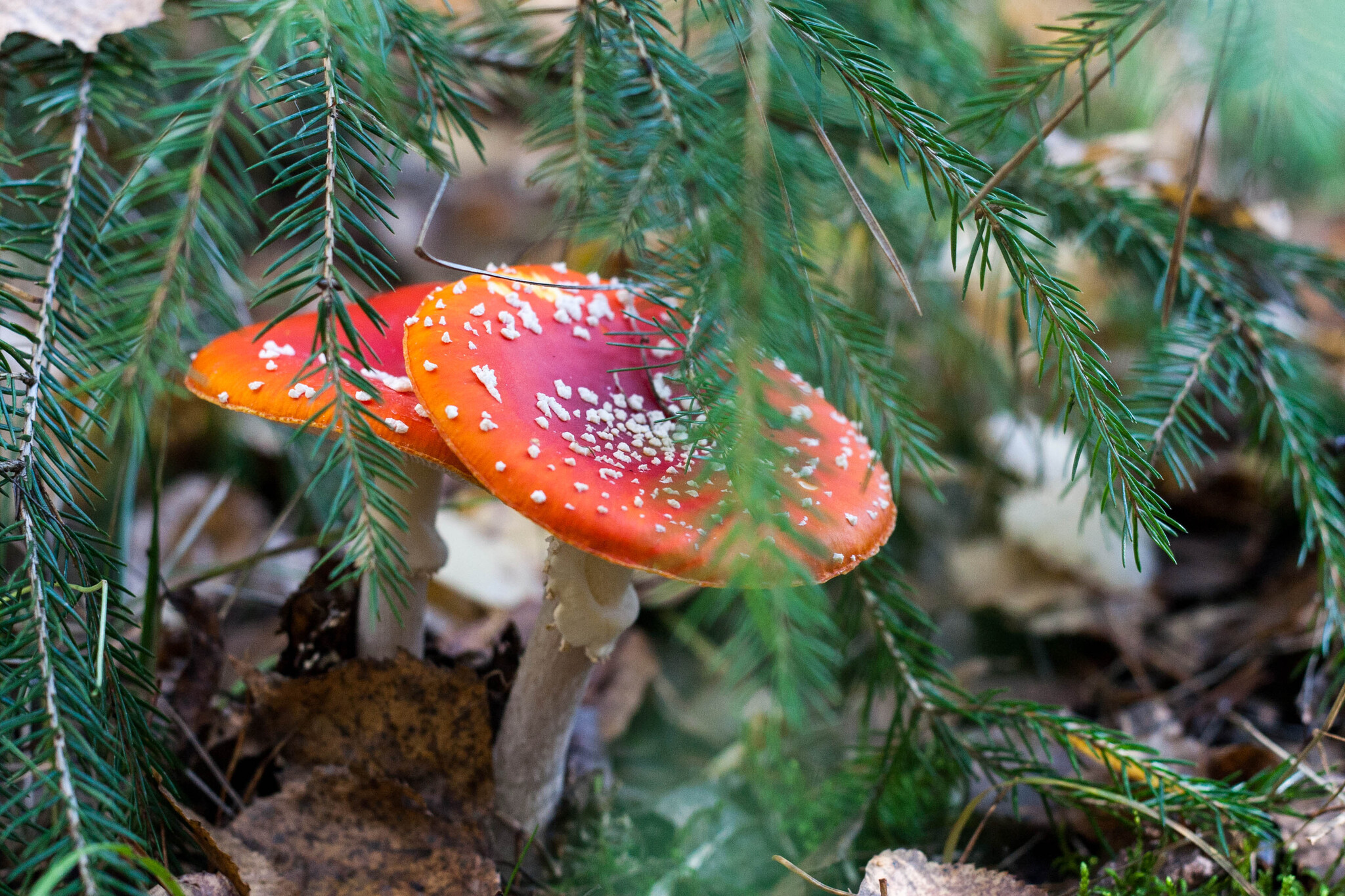 Just fly agarics - My, The photo, Canon 30D, Mushrooms, Fly agaric, Poisonous mushrooms