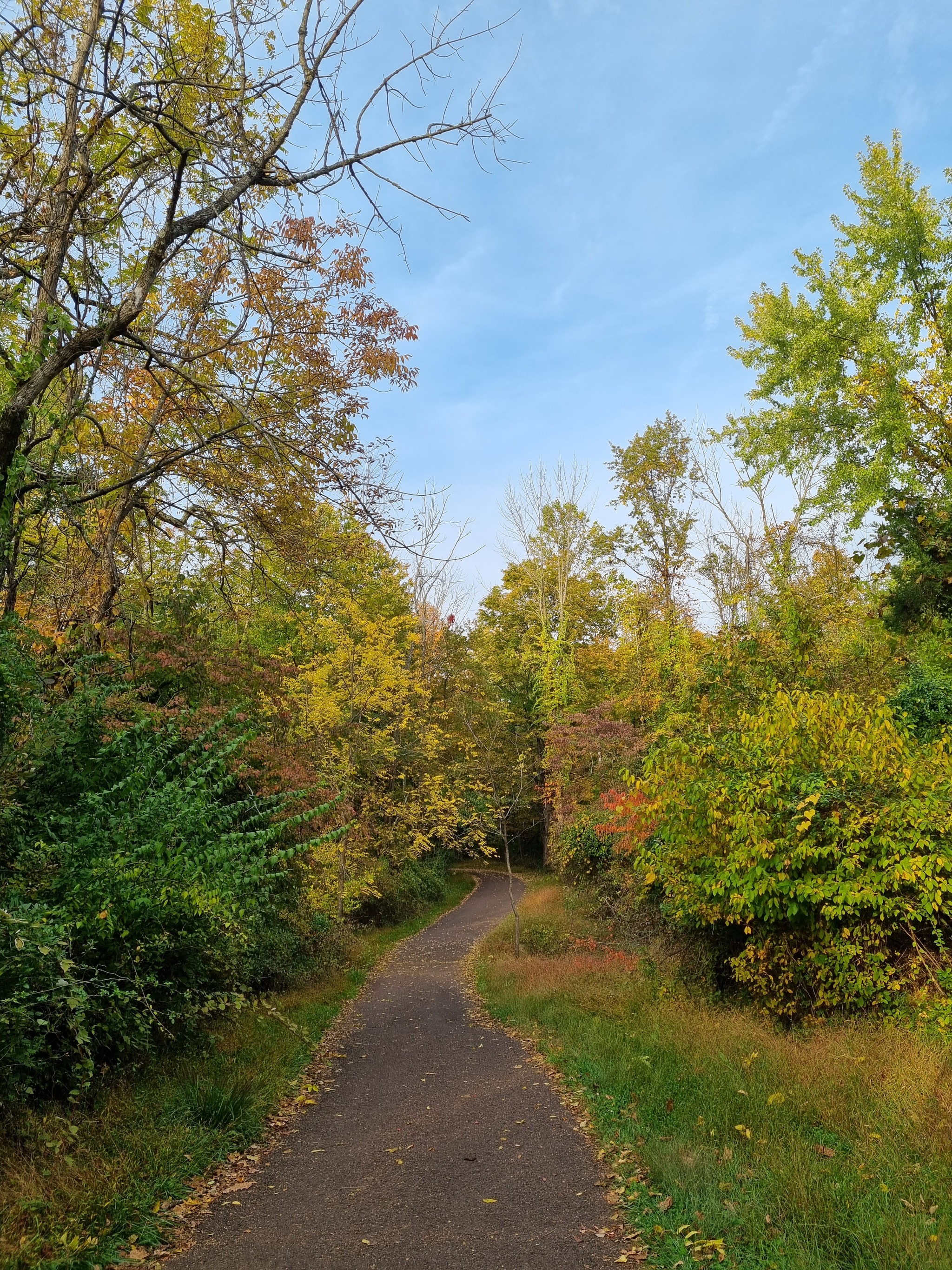 A touch of autumn - My, Mobile photography, Autumn, Nature, Without processing, Longpost