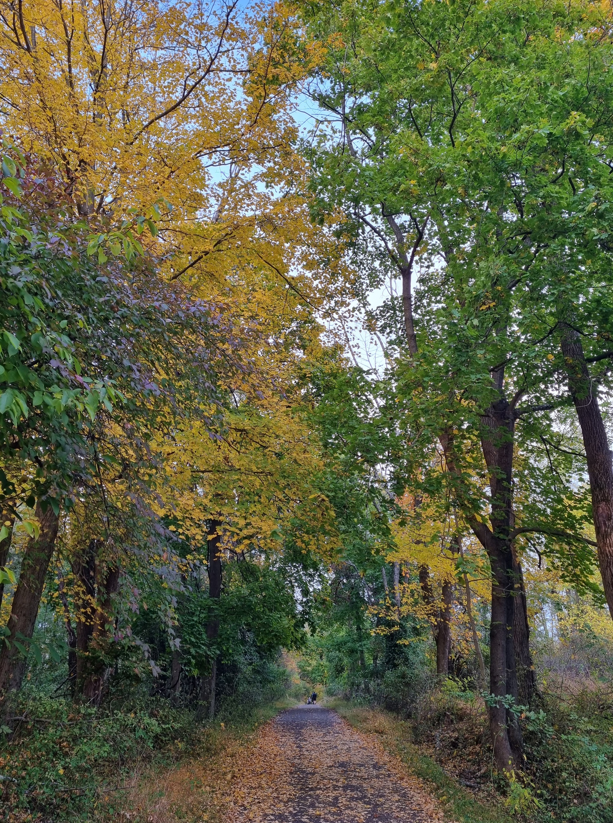 A touch of autumn - My, Mobile photography, Autumn, Nature, Without processing, Longpost