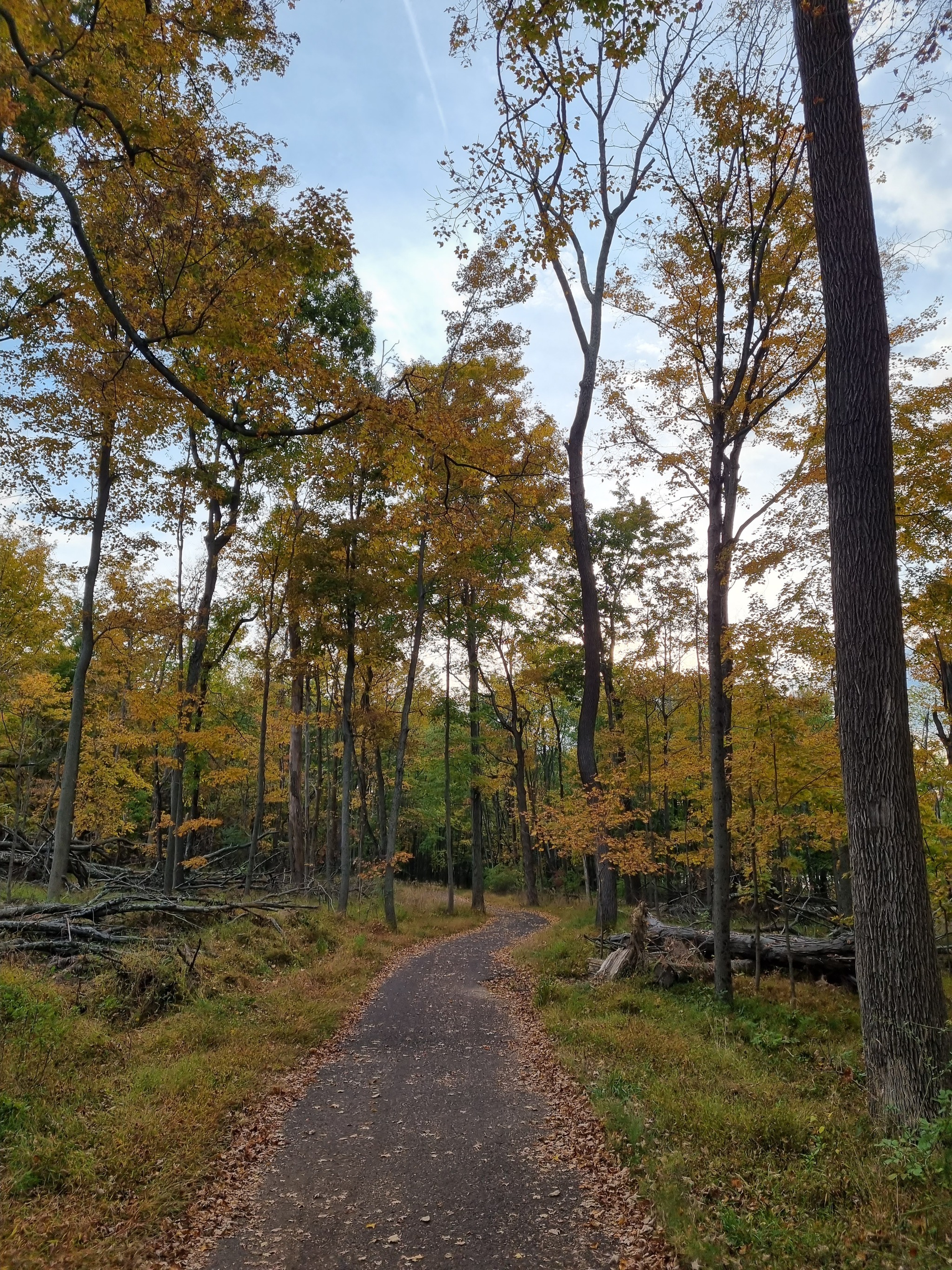 A touch of autumn - My, Mobile photography, Autumn, Nature, Without processing, Longpost